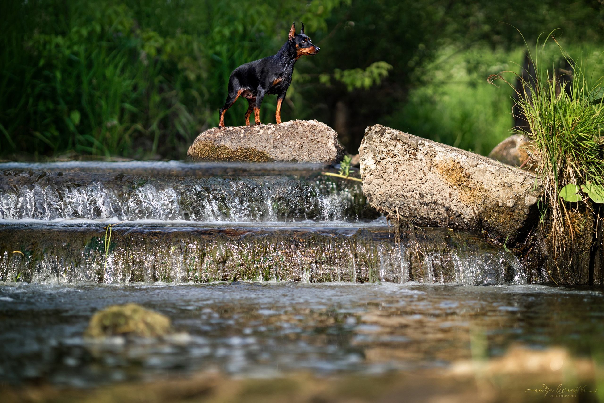 Водопады. Фотограф анималист Аня Ливанова | Рыбинск