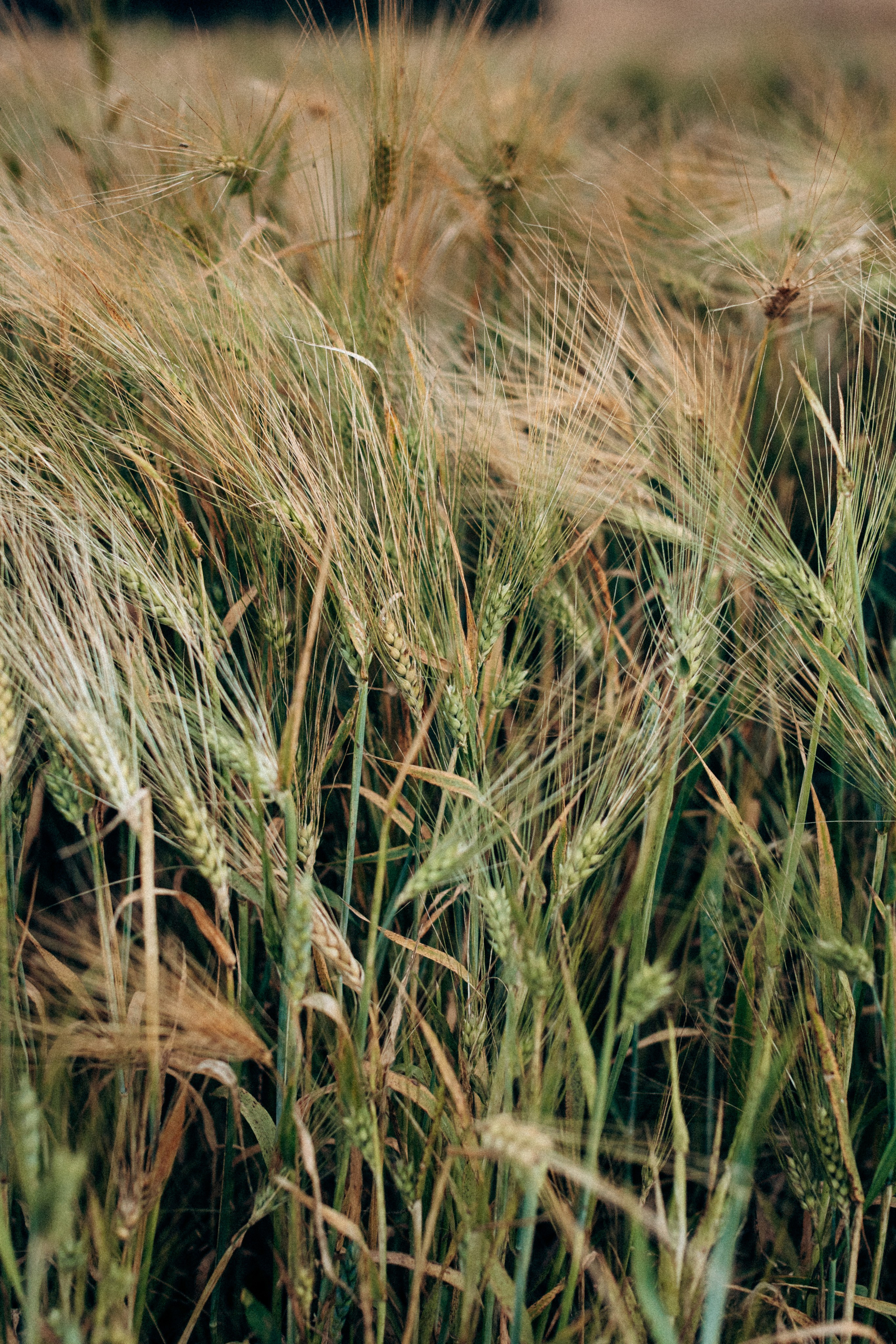 А чем пахнет ваше лето?. Портретный фотограф в Минске Анна Волейко
