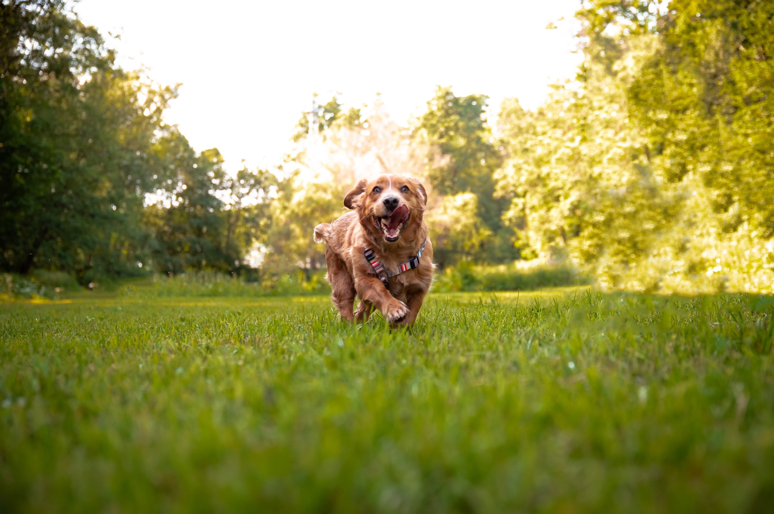 Собаки. Фотограф-анималист в Санкт-Петербурге Анастасия Иванова