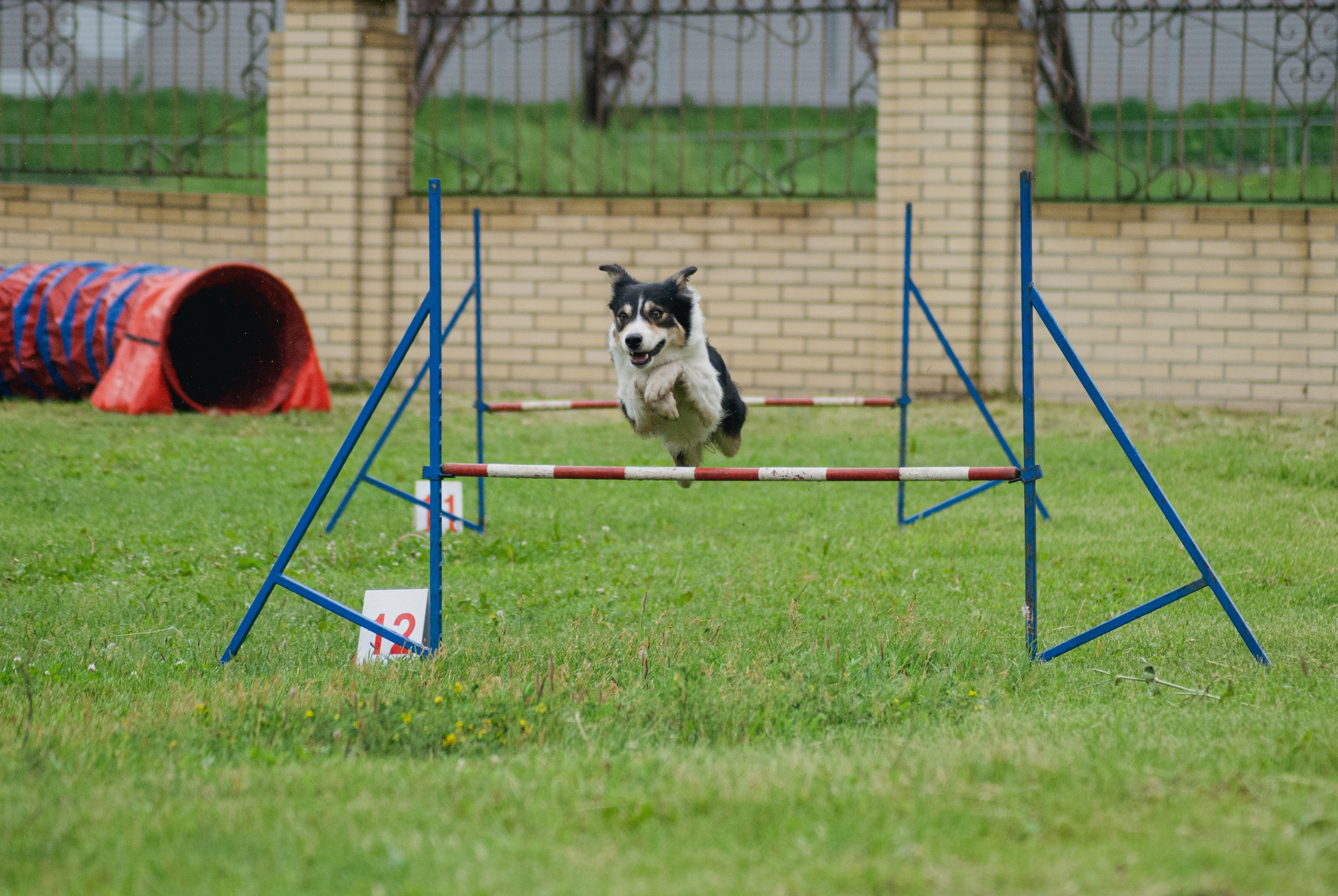 Аджилити. Фотограф в Тюмени Лизавета Сапицкая
