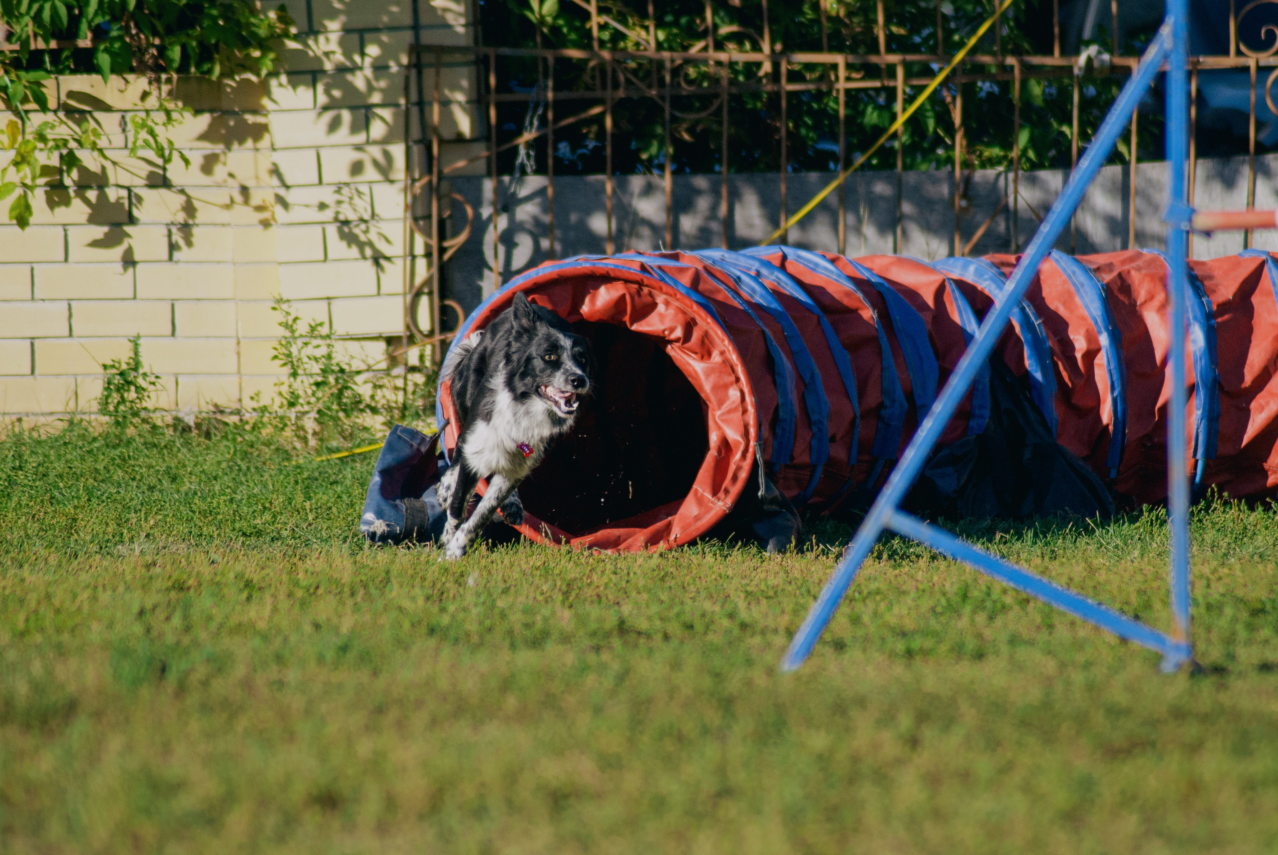 Аджилити. Фотограф в Тюмени Лизавета Сапицкая