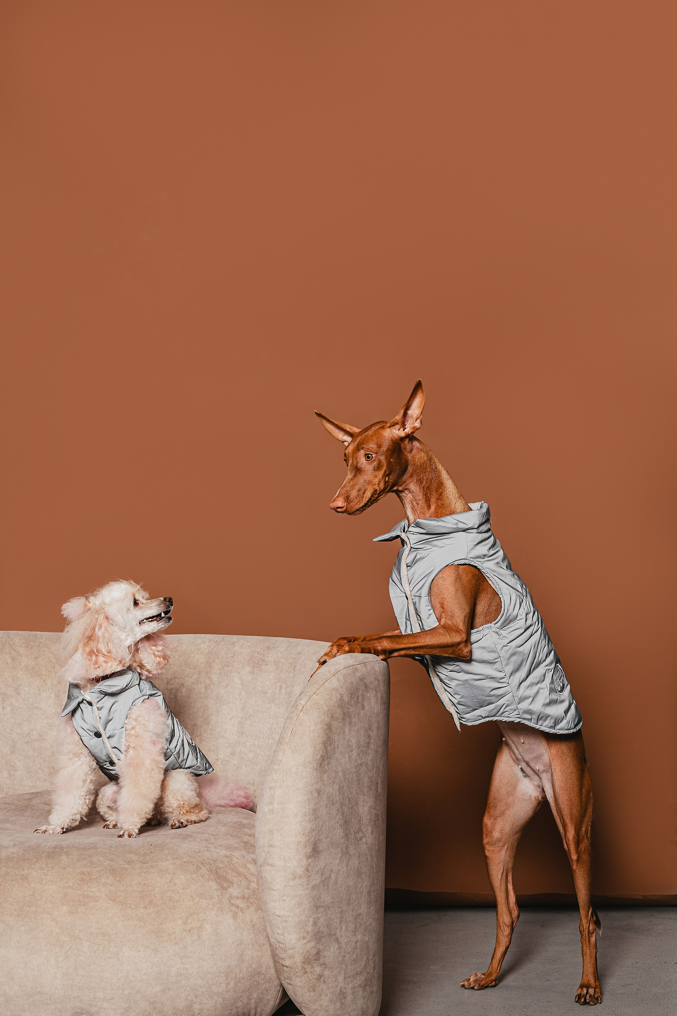 Съемка для бренда TEDDYBOY. Фотограф-анималист Татьяна Степанова