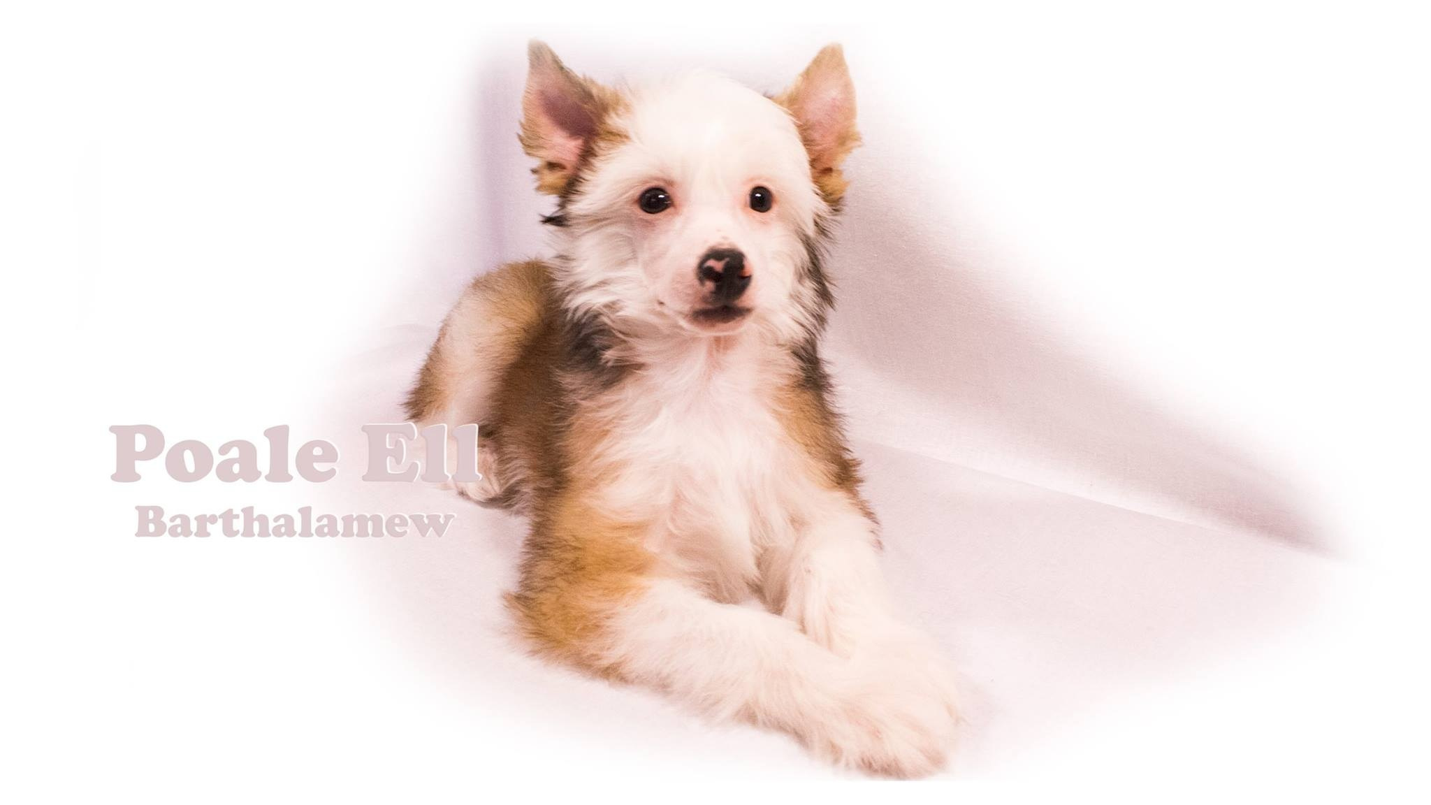 Poale Ell Barthalamew. Chinese Crested Dog Kennel Poale Ell