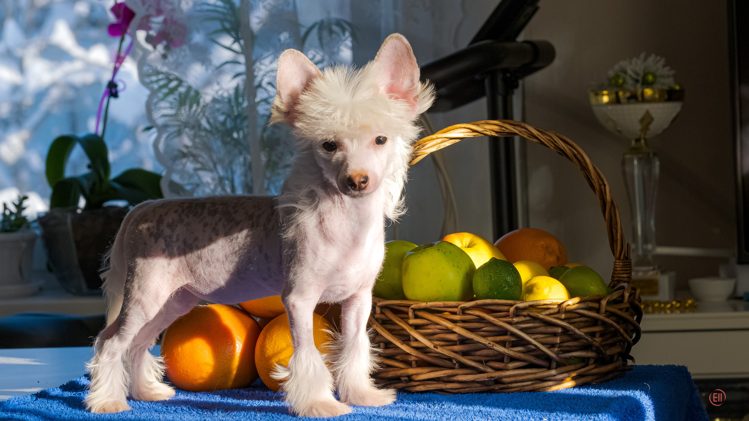 В гостях у питомника Show Galaktika. Питомник китайских хохлатых собак Poale Ell: купить щенка в питомнике