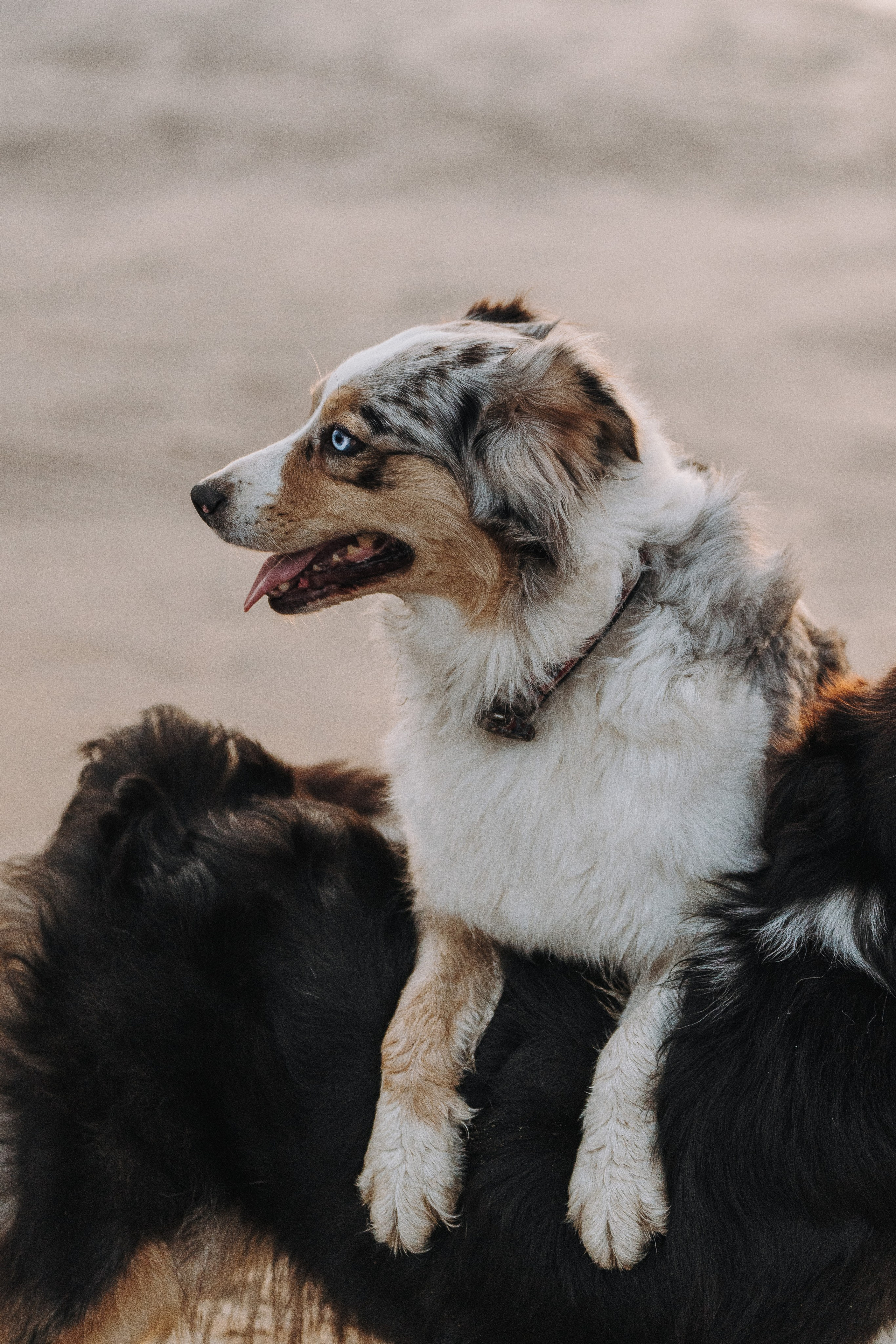 Фотограф анималист в Спб. Фотограф анималист в Спб недорого Олеся Майорова
