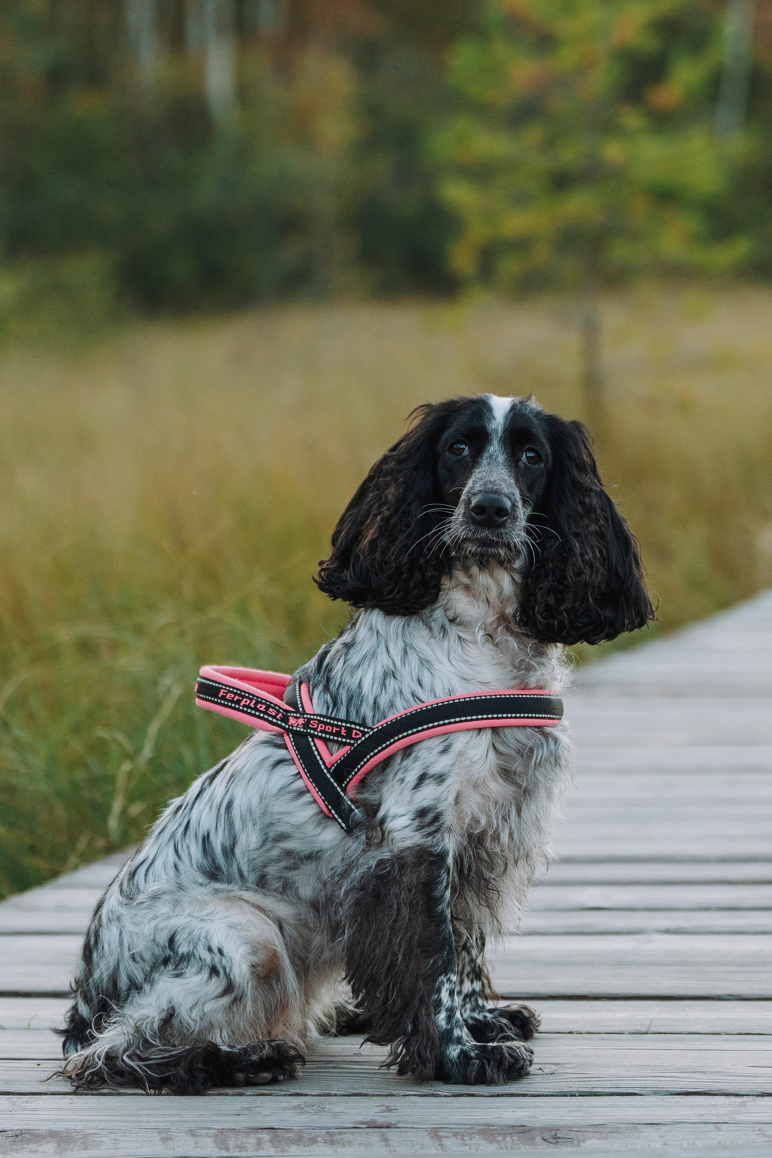 Аня и Тея. Фотограф анималист в Спб недорого Олеся Майорова