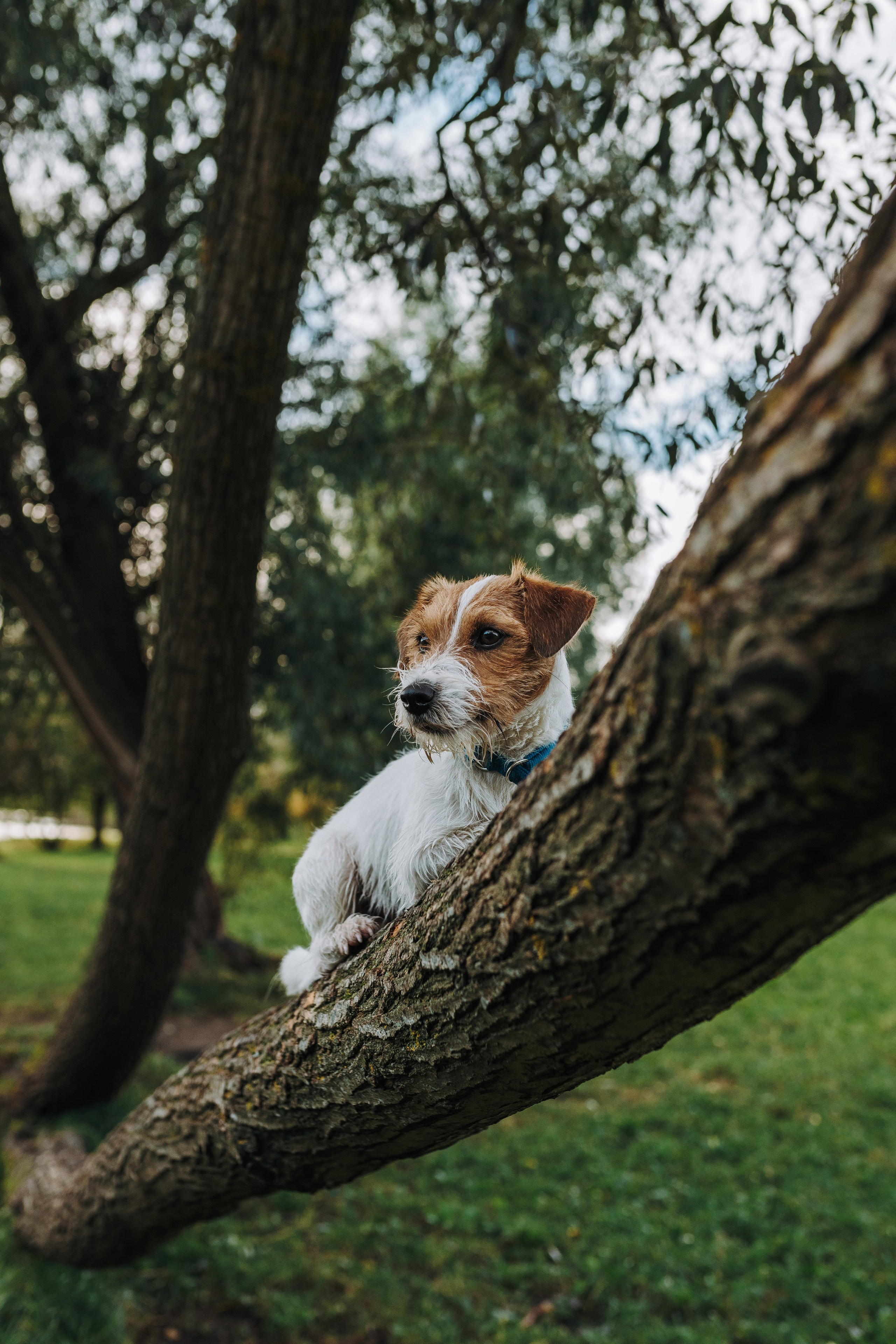 Фотосессия с маленькой собакой Спб. Фотограф анималист в Спб недорого Олеся Майорова