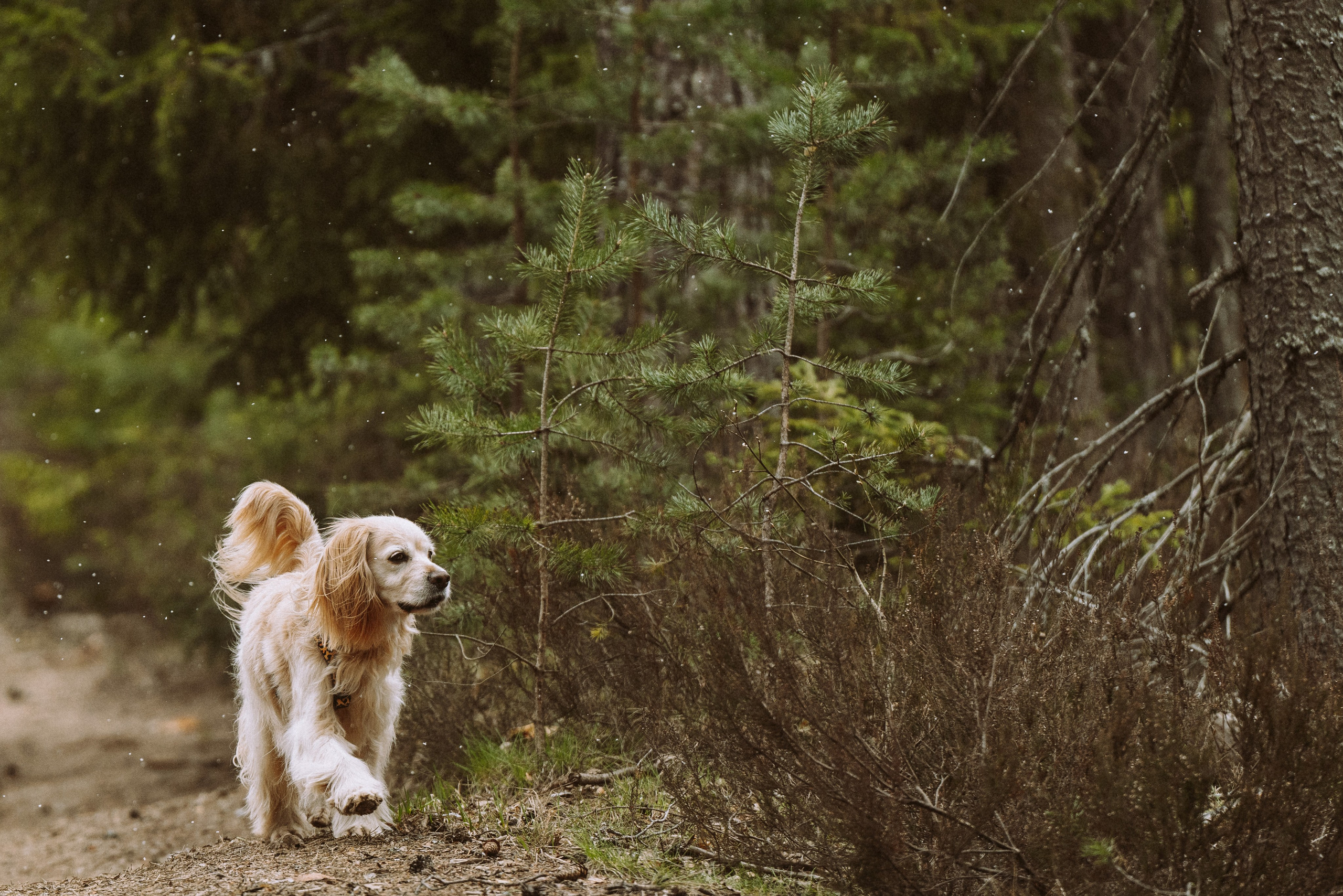 Дог трекинг к финскому хутору. Фотограф анималист в Спб недорого Олеся Майорова
