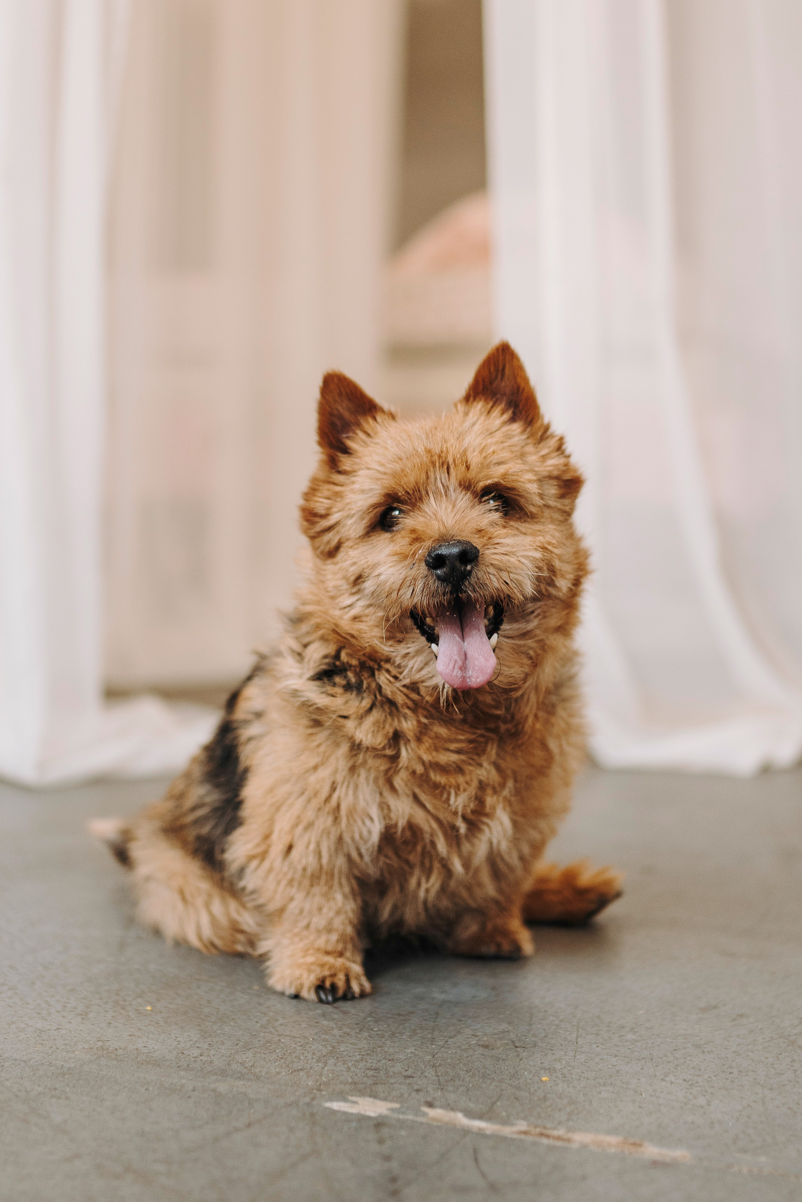 Маша и Рамси. Фотограф анималист в Спб недорого Олеся Майорова