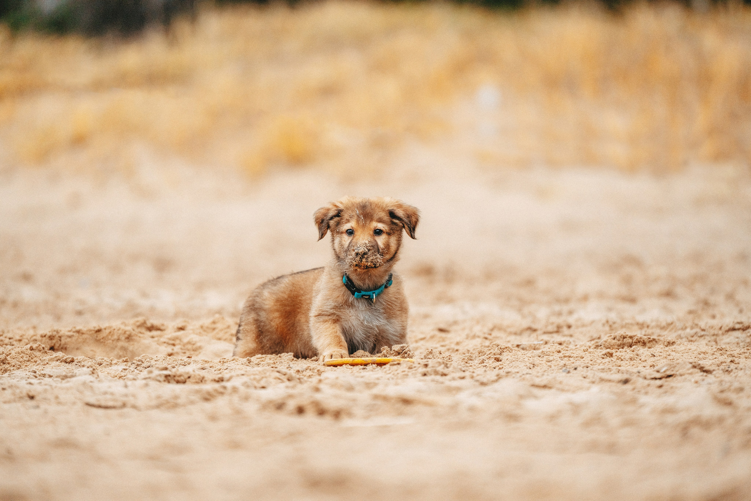 Малыш Кузя и его семья. Фотограф анималист в Спб недорого Олеся Майорова