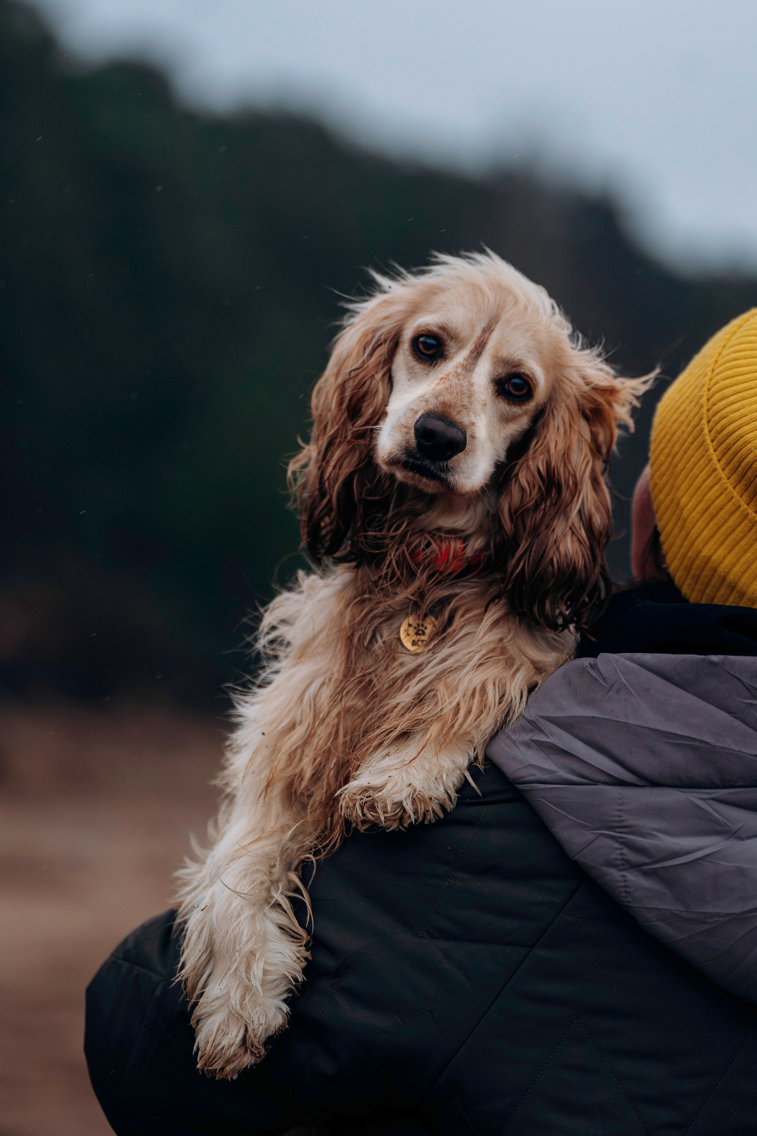 Асти, Крис и Александра. Фотограф анималист в Спб недорого Олеся Майорова
