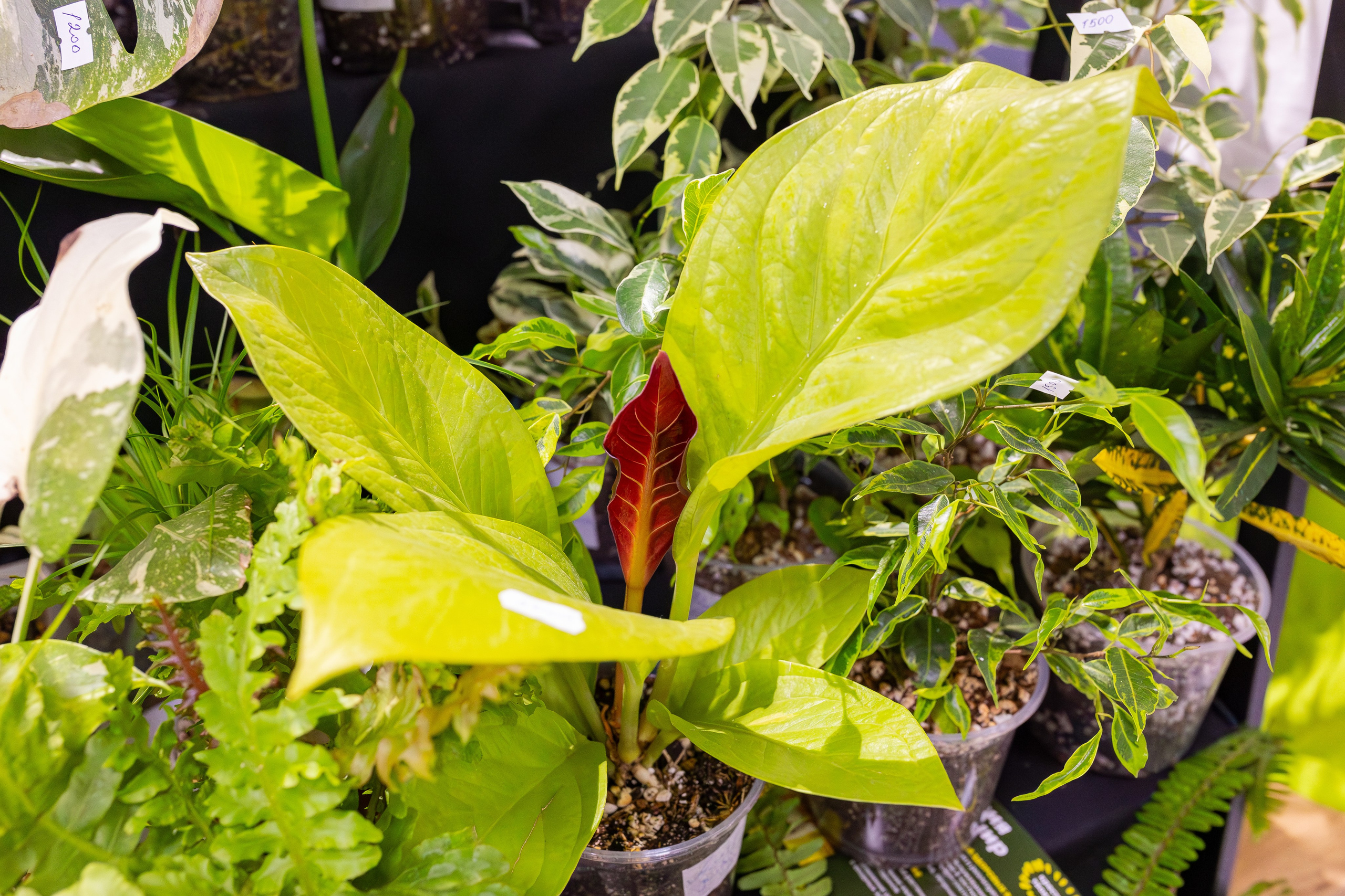 Монстериум апрель 2026. Александра Куликова фотограф, Москва