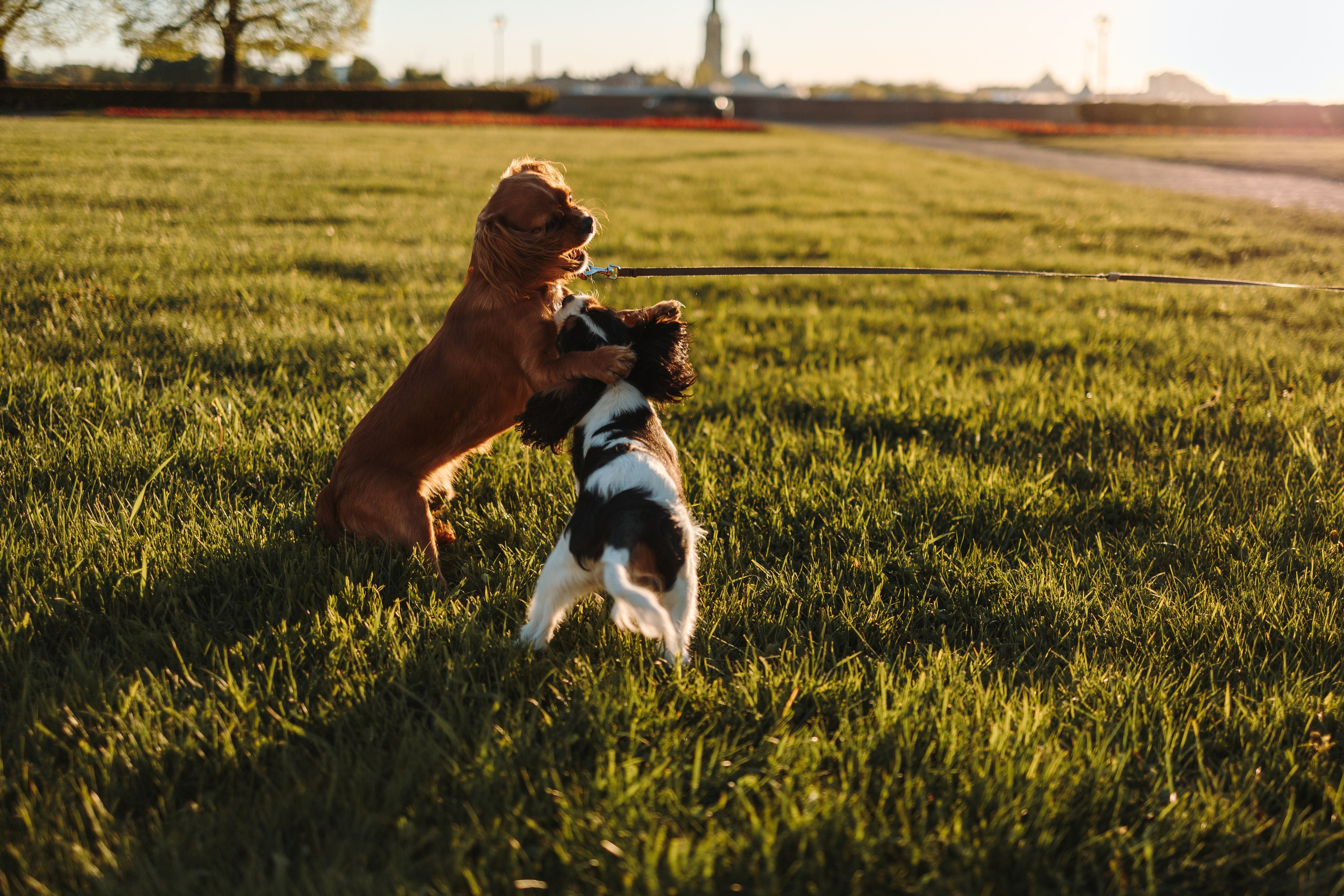 Аня, Стеша и Степан. Фотограф — Анималист | Санкт-Петербург