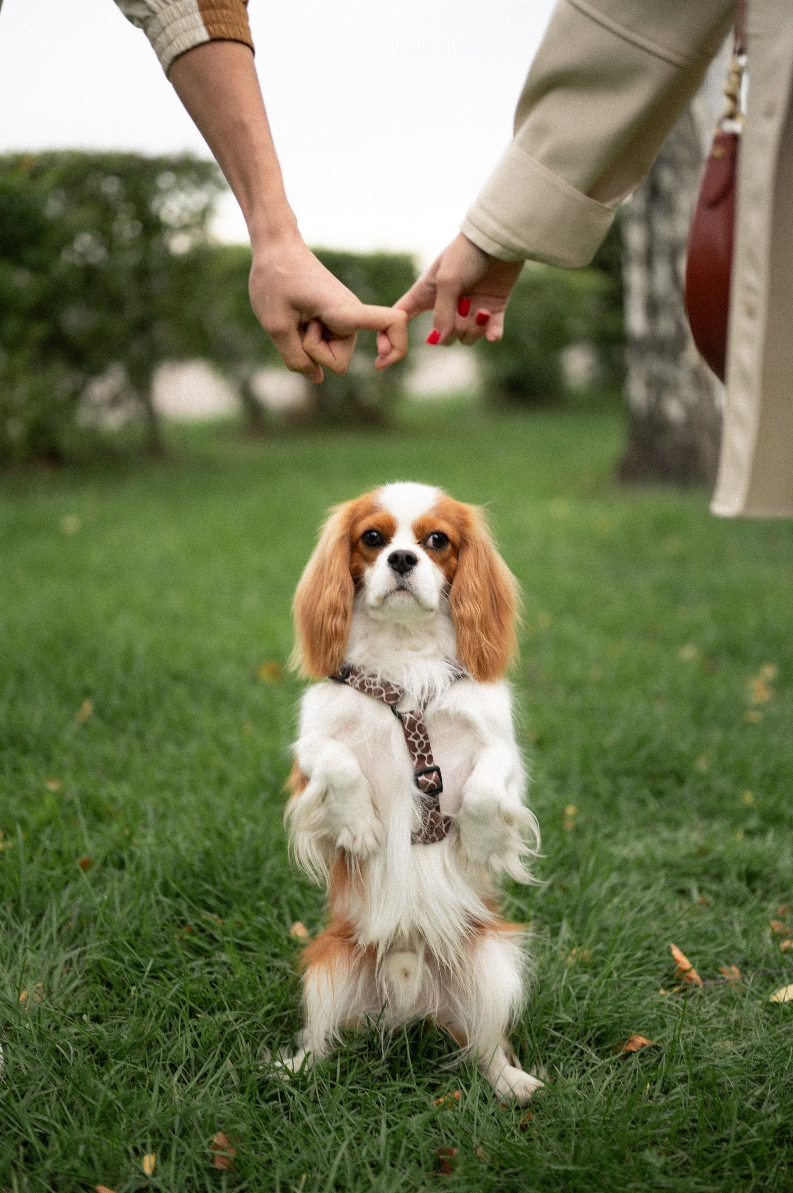 Оля, Андрей и Балу. Фотограф Иркутск Лепетанова Марианна