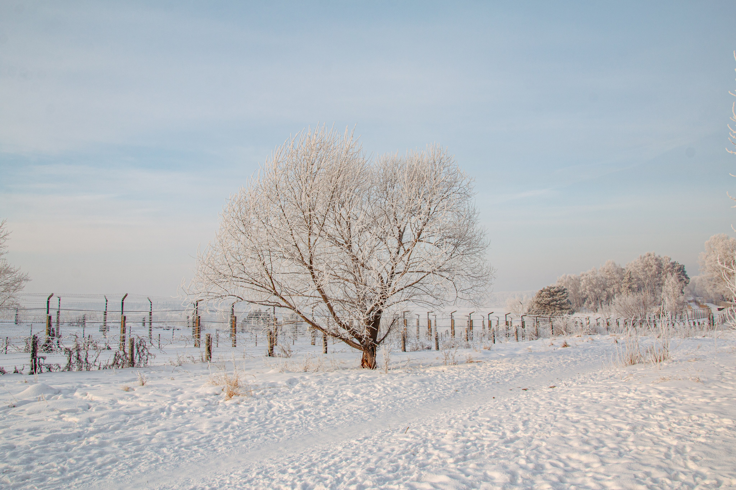 Зима. Ваш фотограф Северск | Томск