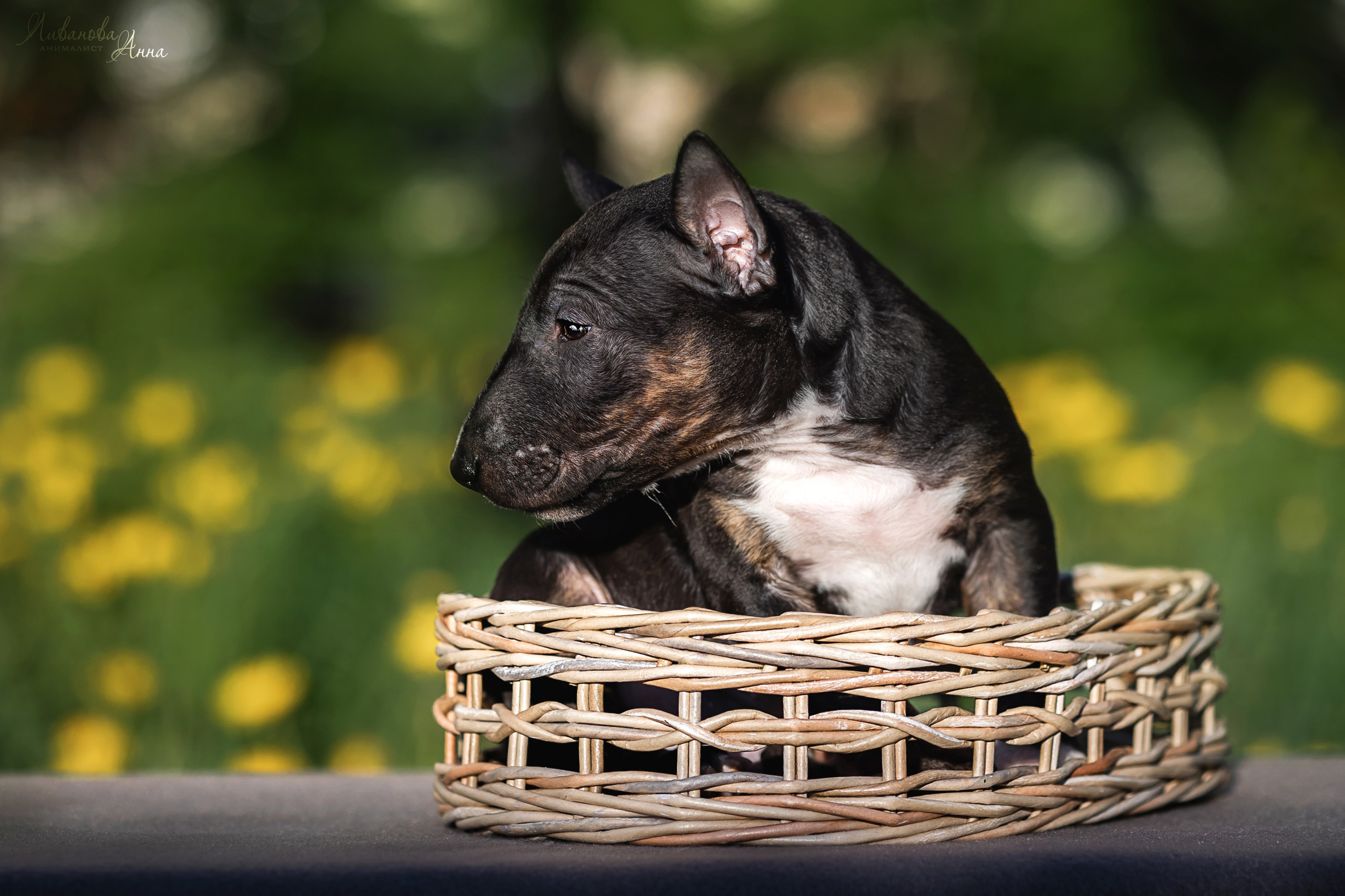 Минибультерьерчики. Фотограф анималист Аня Ливанова | Рыбинск
