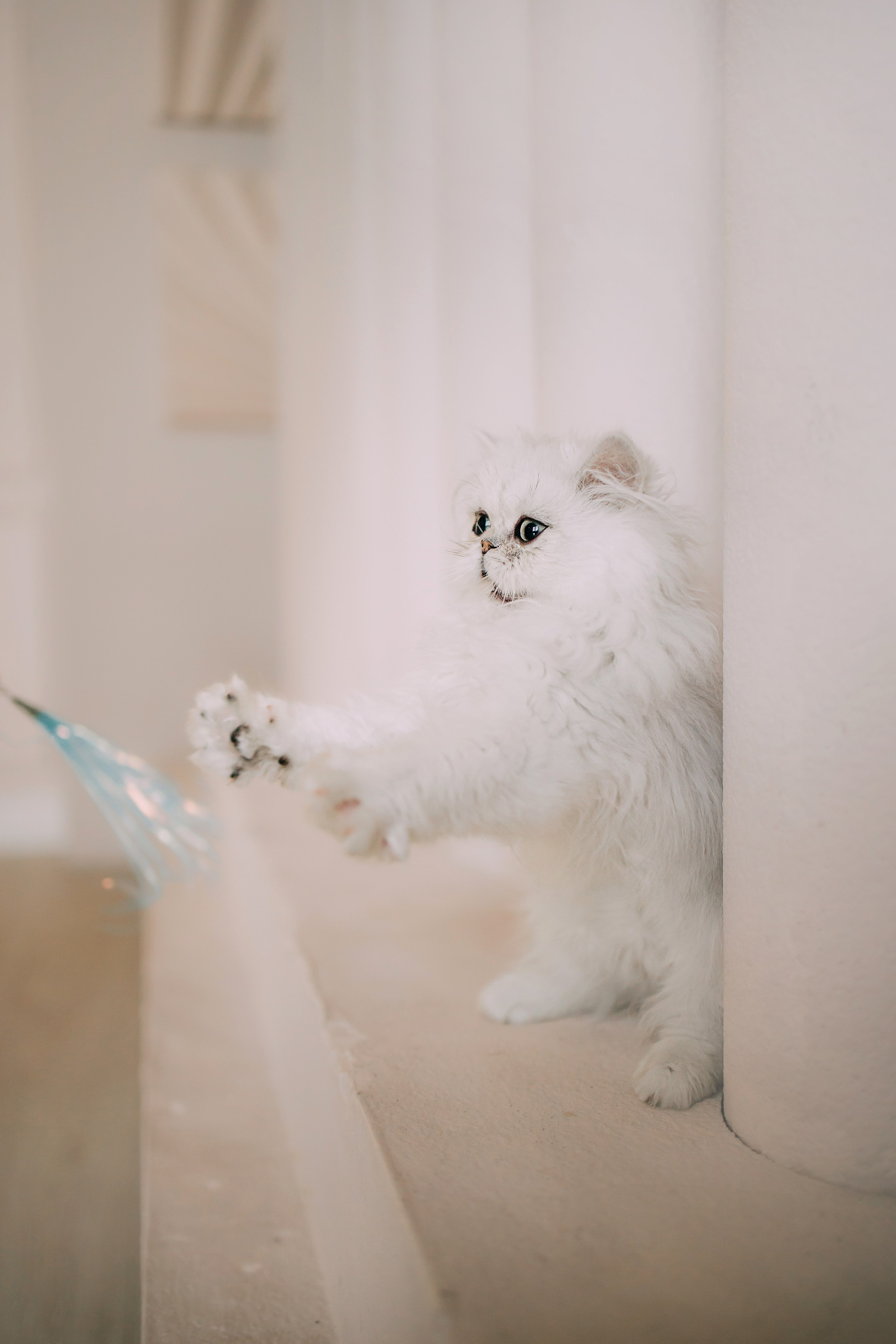 Султан, Мэй Мэй и Шанталь и их семья