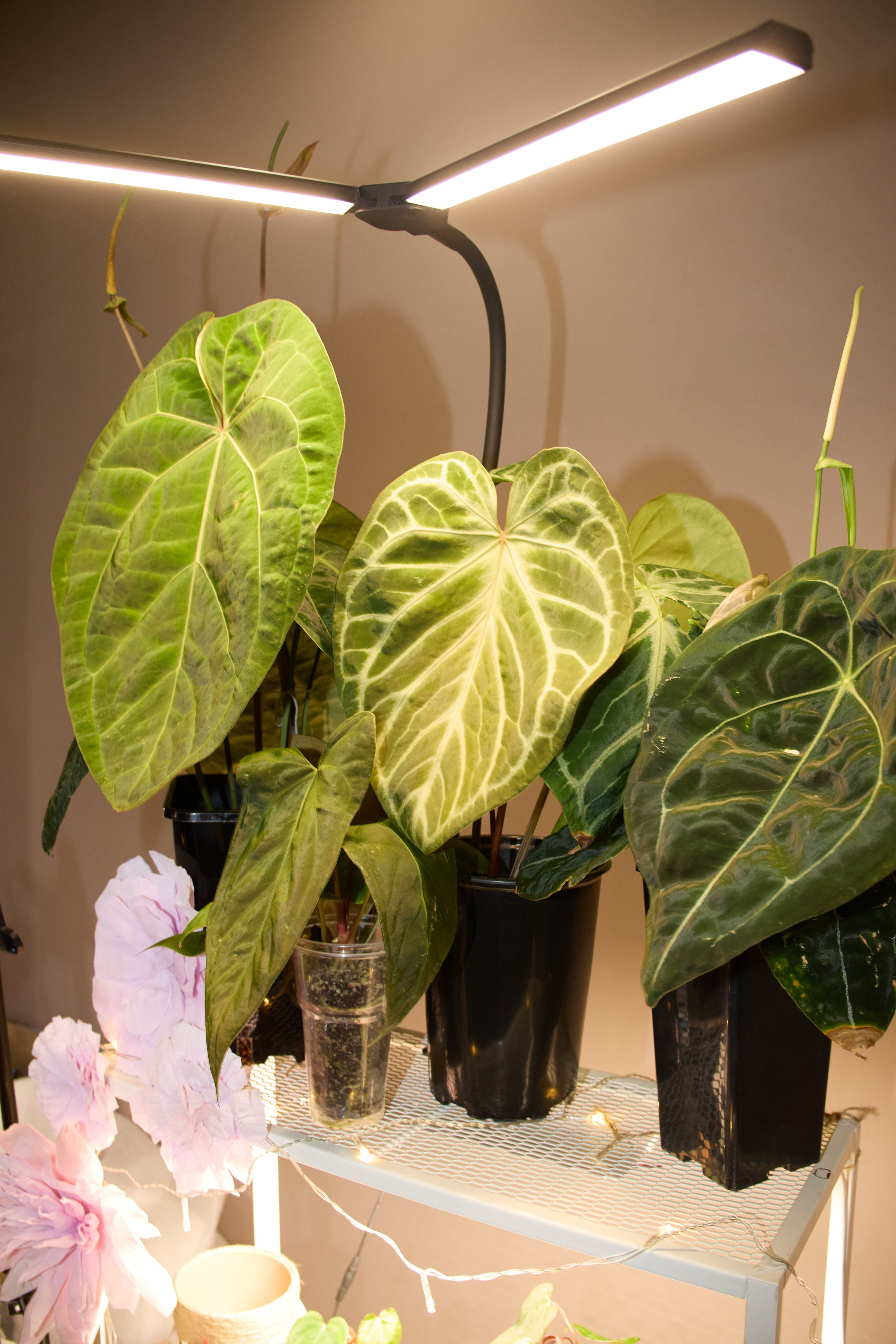 Цветочная ярмарка