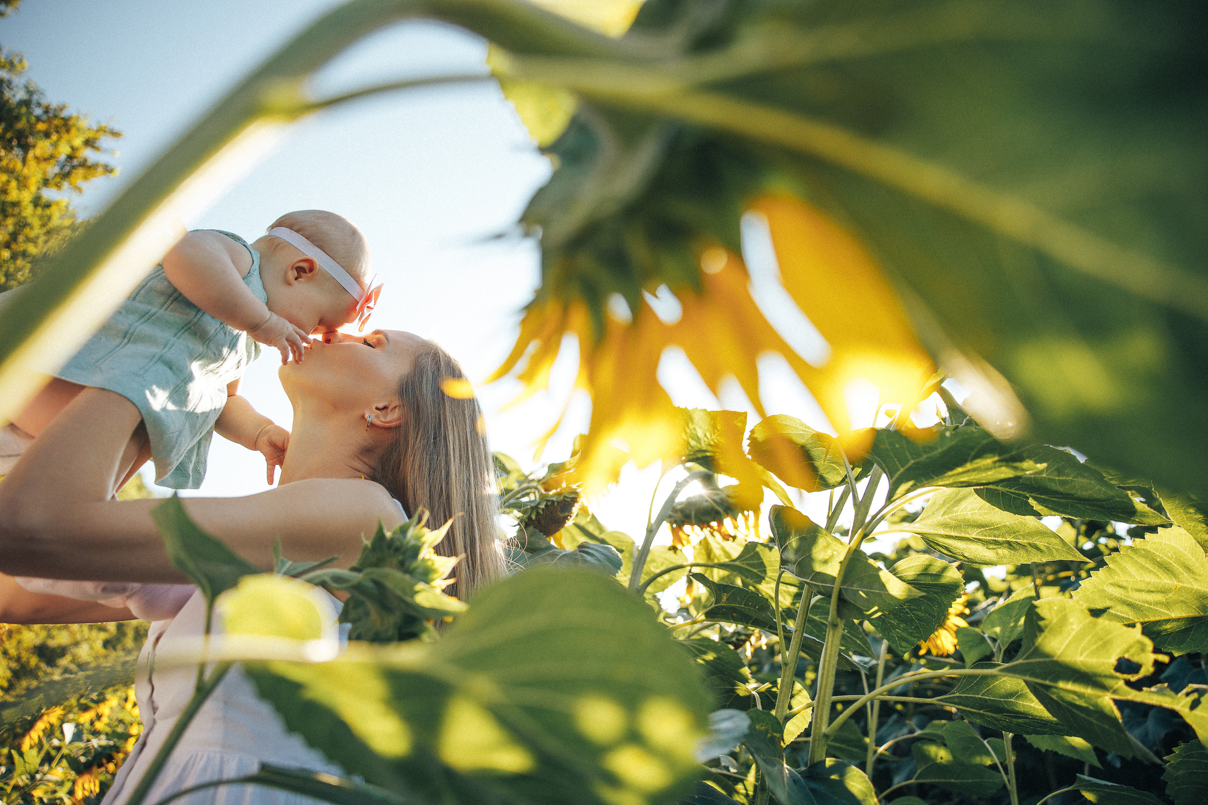 Рассвет в подсолнухах