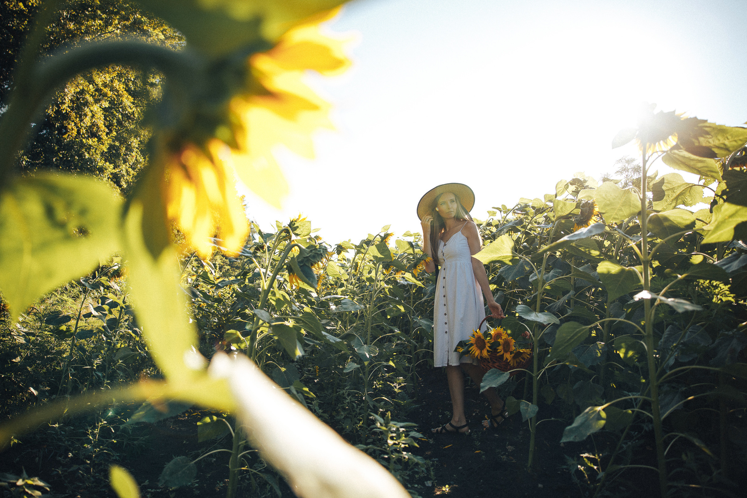 Рассвет в подсолнухах