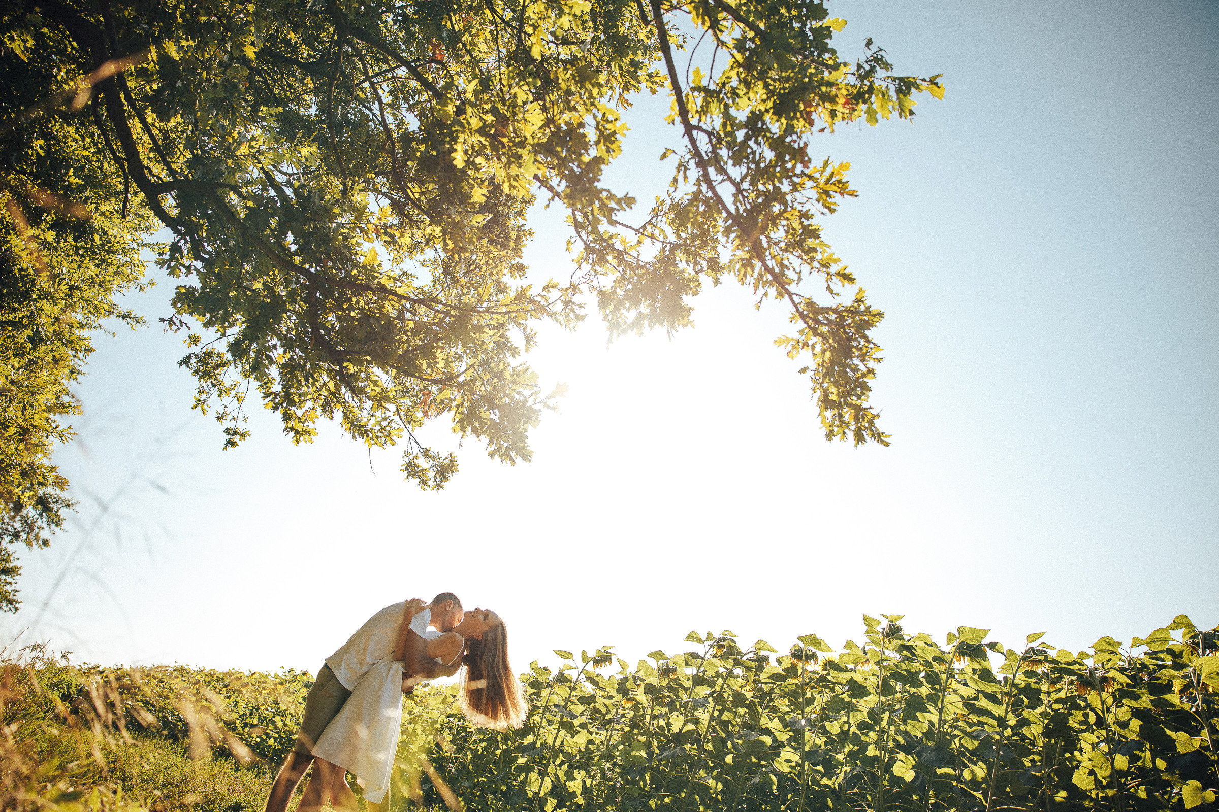 Рассвет в подсолнухах