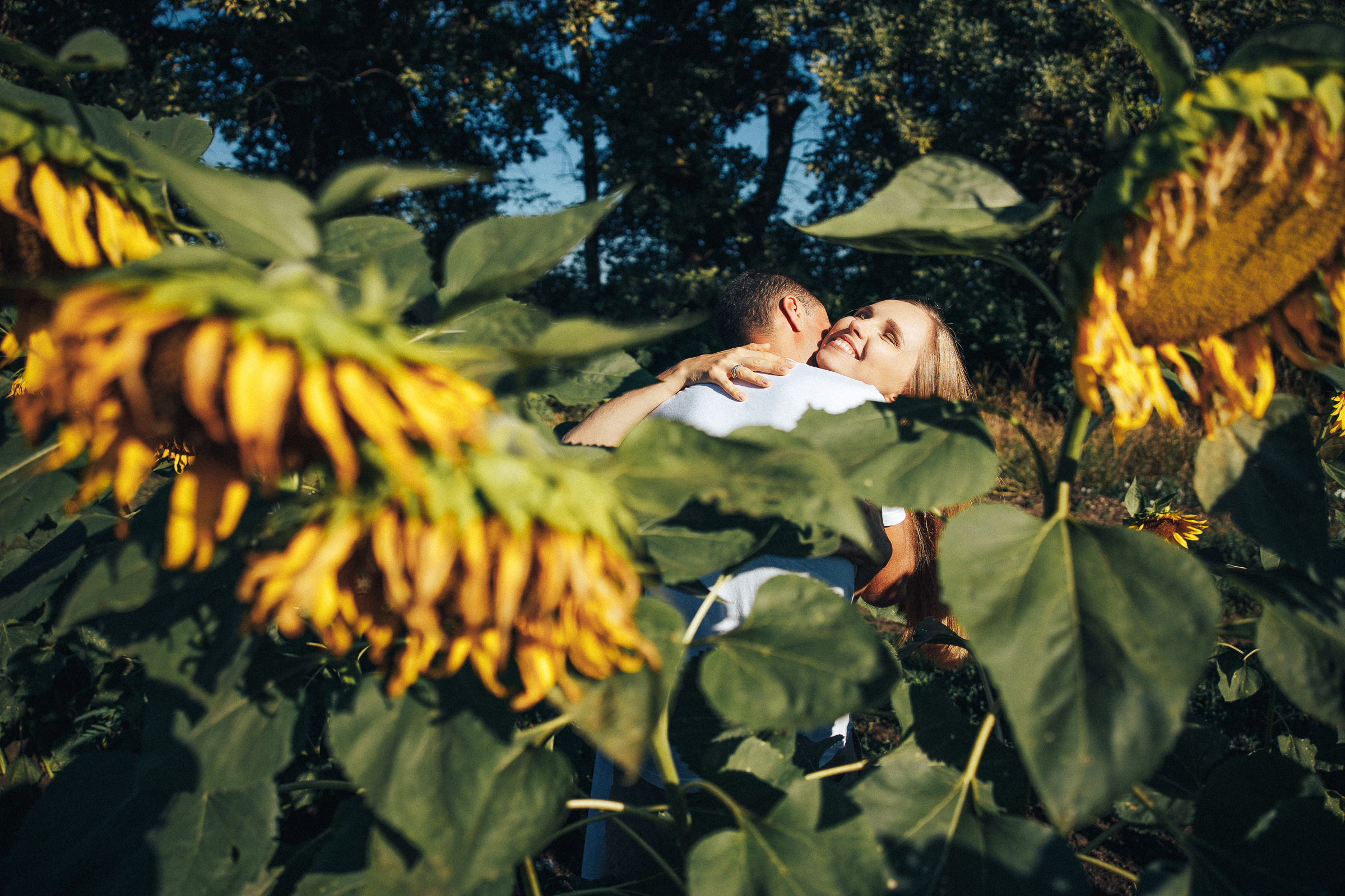 Рассвет в подсолнухах