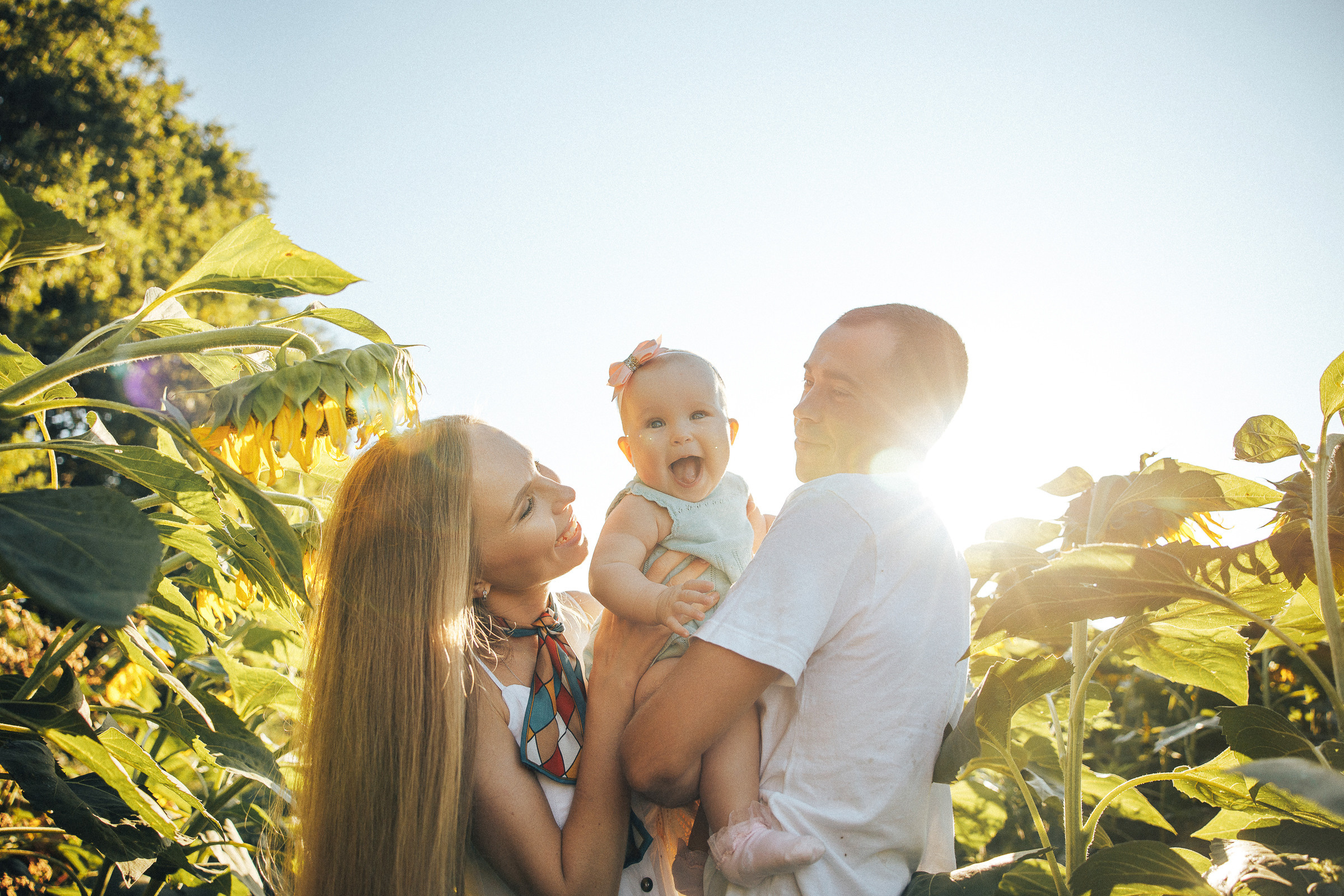 Рассвет в подсолнухах