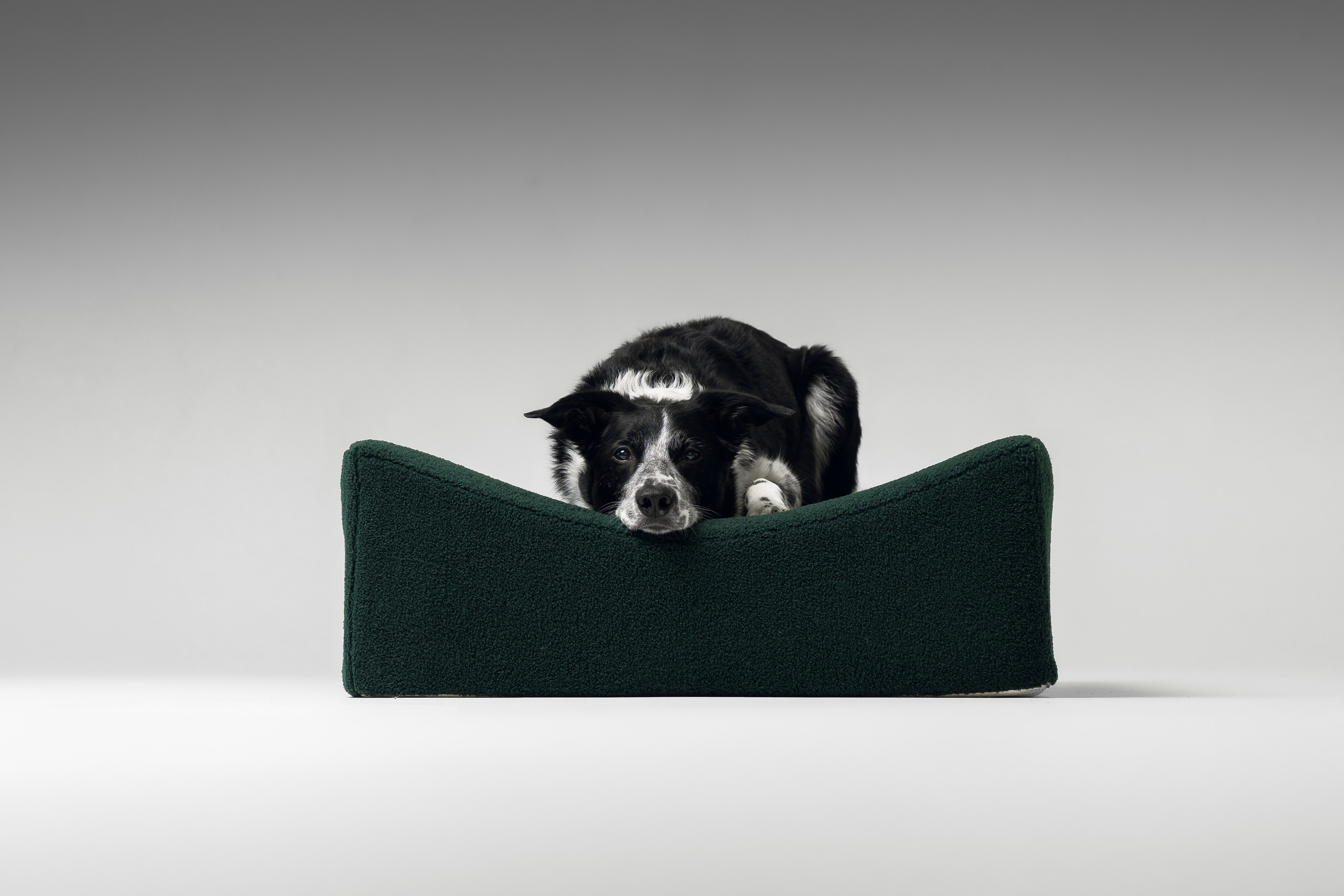 Chilldog. Семейный фотограф анималист Ананьева Мария — Москва