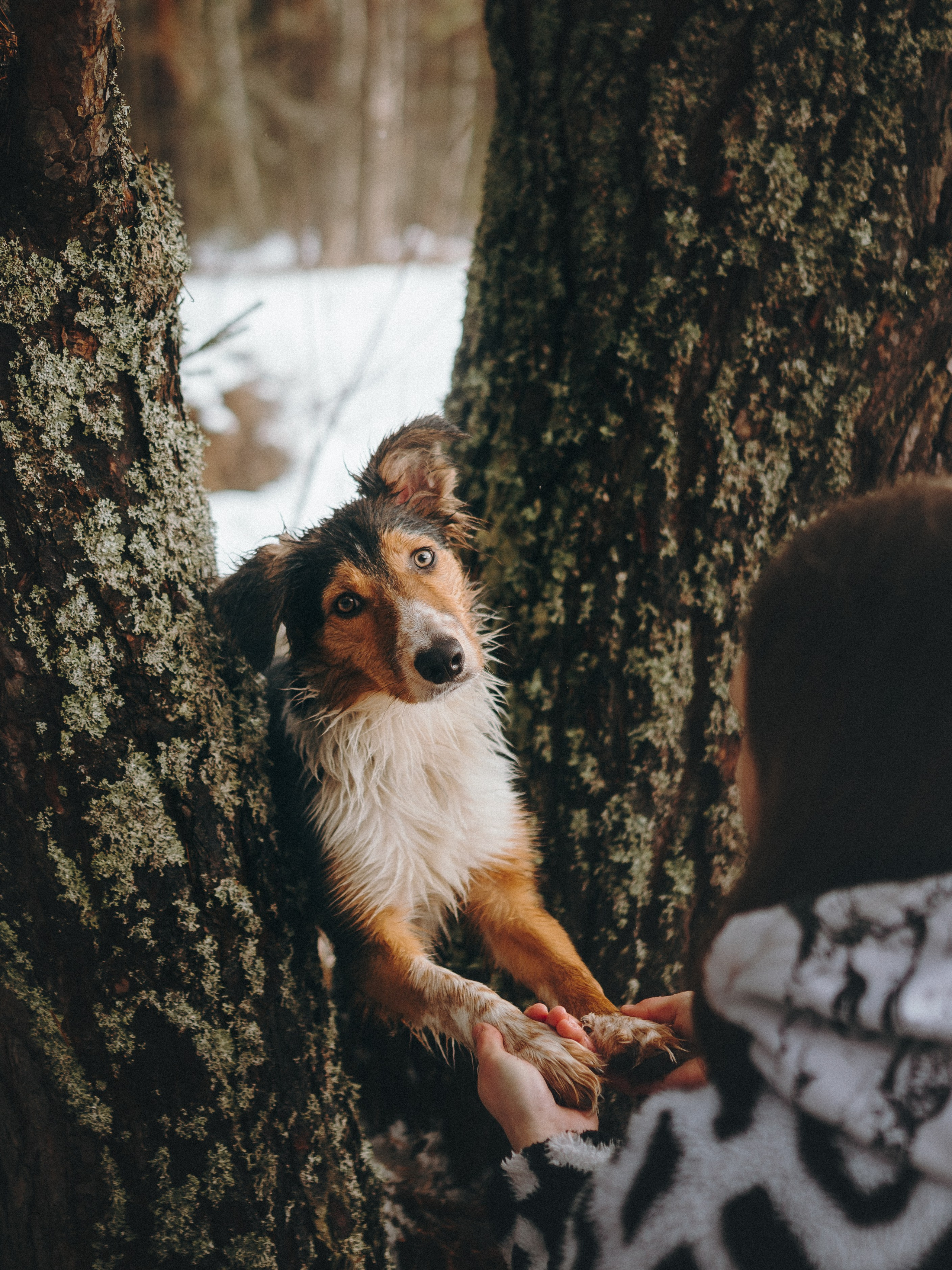 Саша, Эсприт и Флик. Семейный фотограф анималист Ананьева Мария — Москва