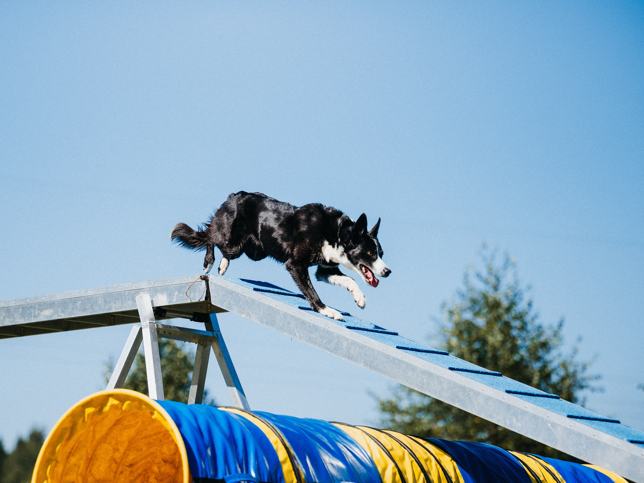 Аджилити. Семейный фотограф анималист Ананьева Мария — Москва