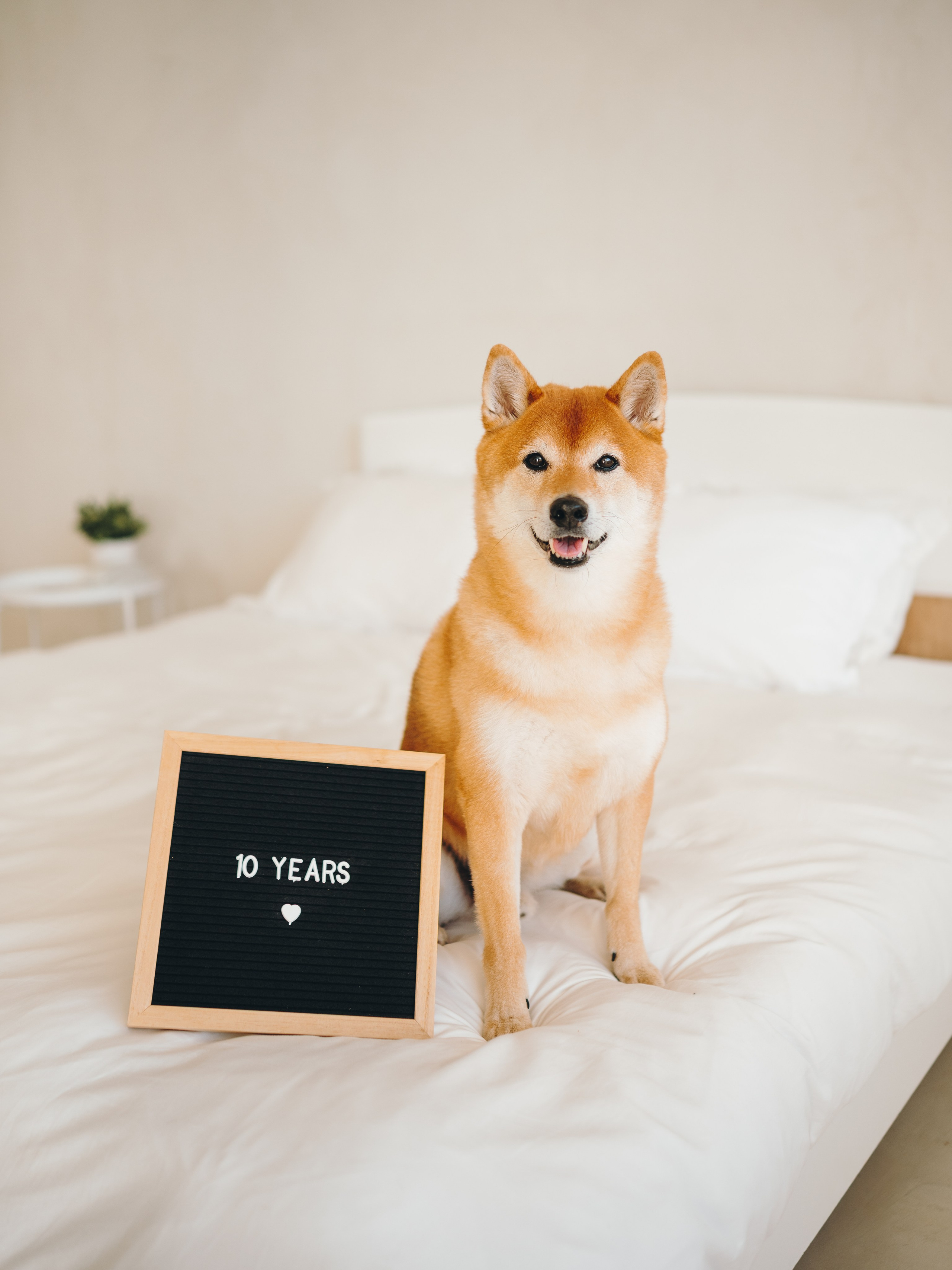 День рождения Кексика. Семейный фотограф анималист Ананьева Мария — Москва