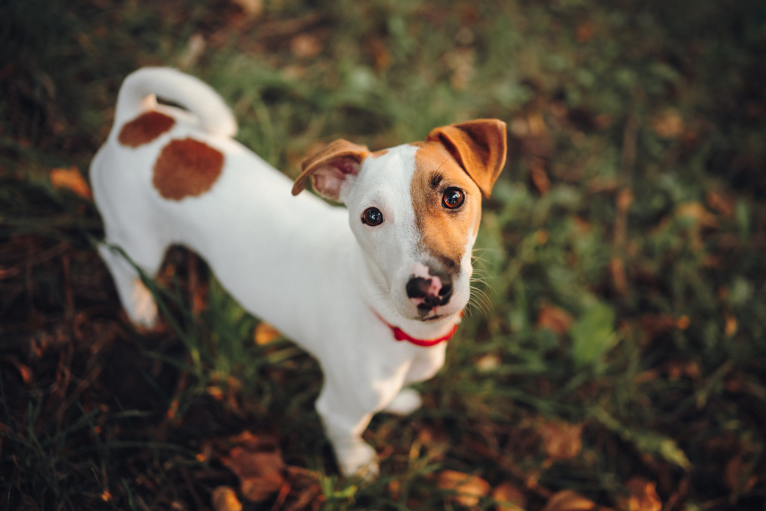 Алена, Илья, Даня и Данте. Семейный фотограф анималист Ананьева Мария — Москва