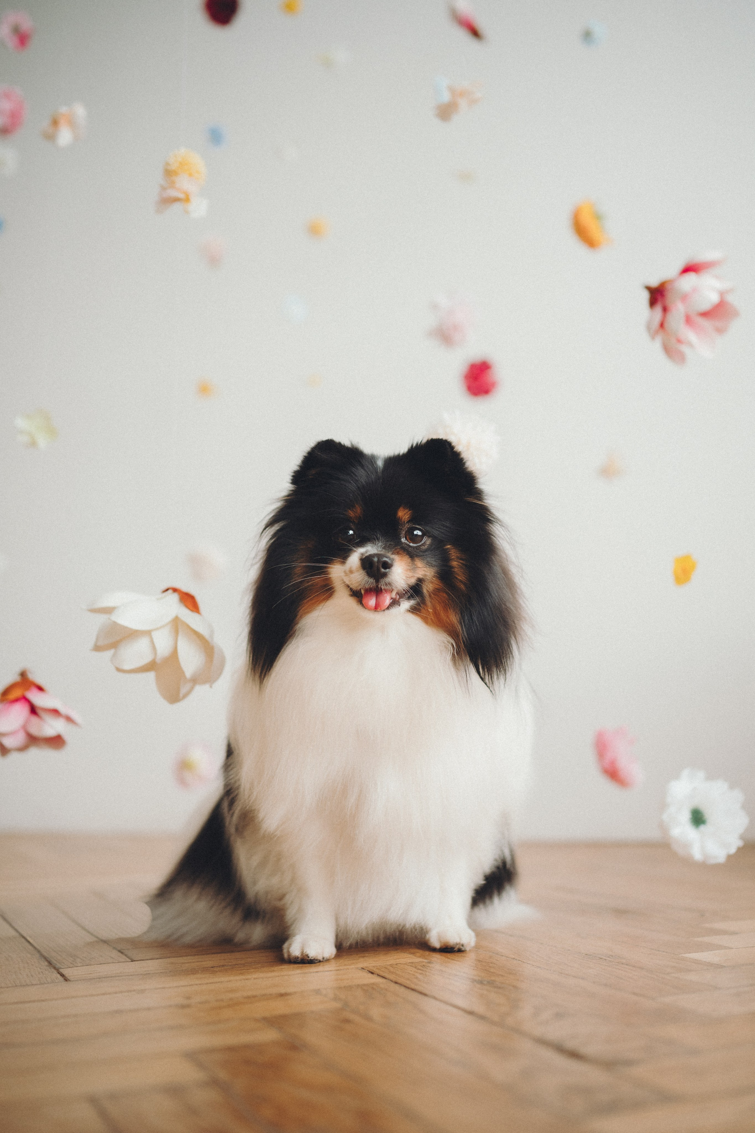 Алена и Люси. Семейный фотограф анималист Ананьева Мария — Москва
