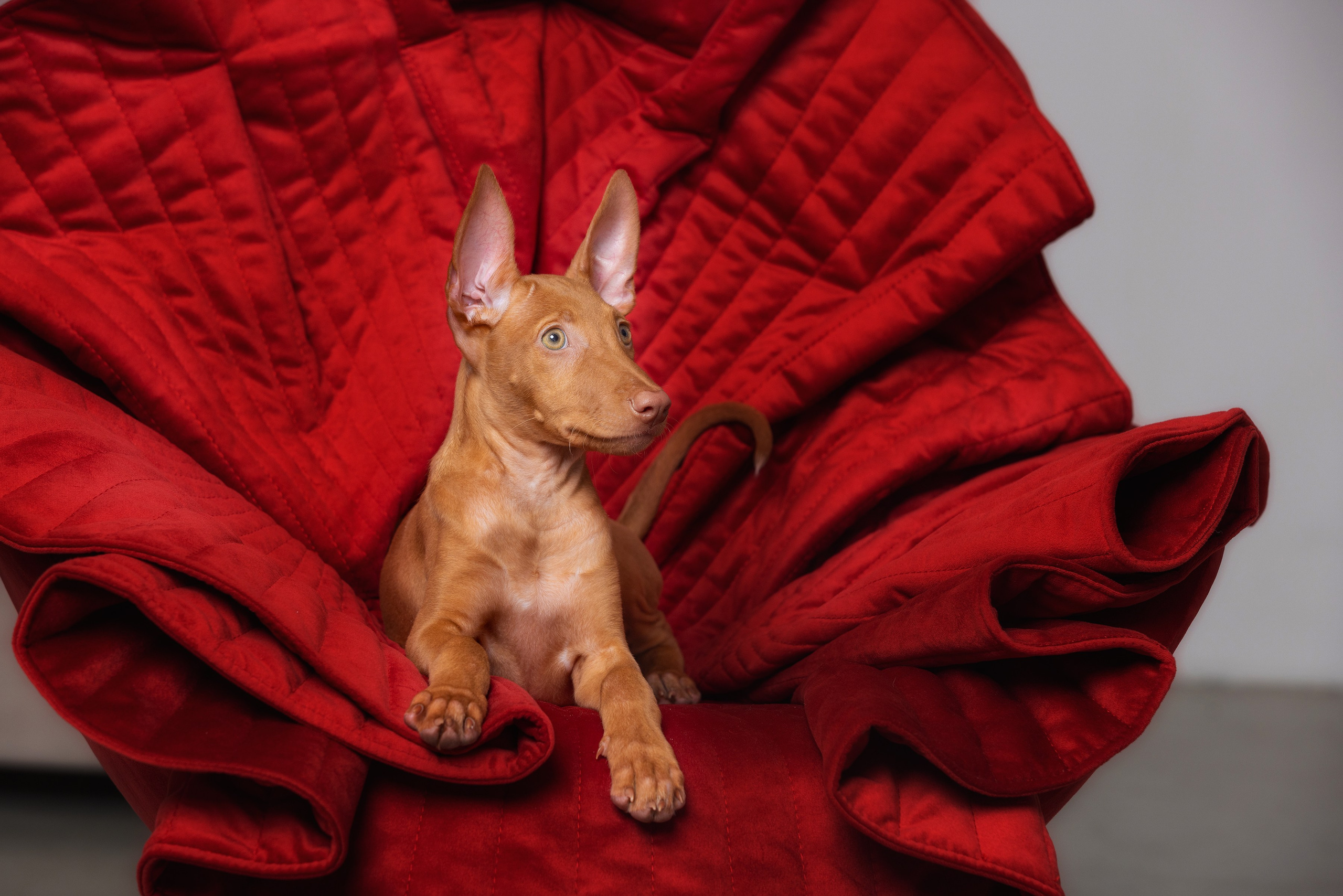 Собаки и не только. Фотограф Алена Звездина