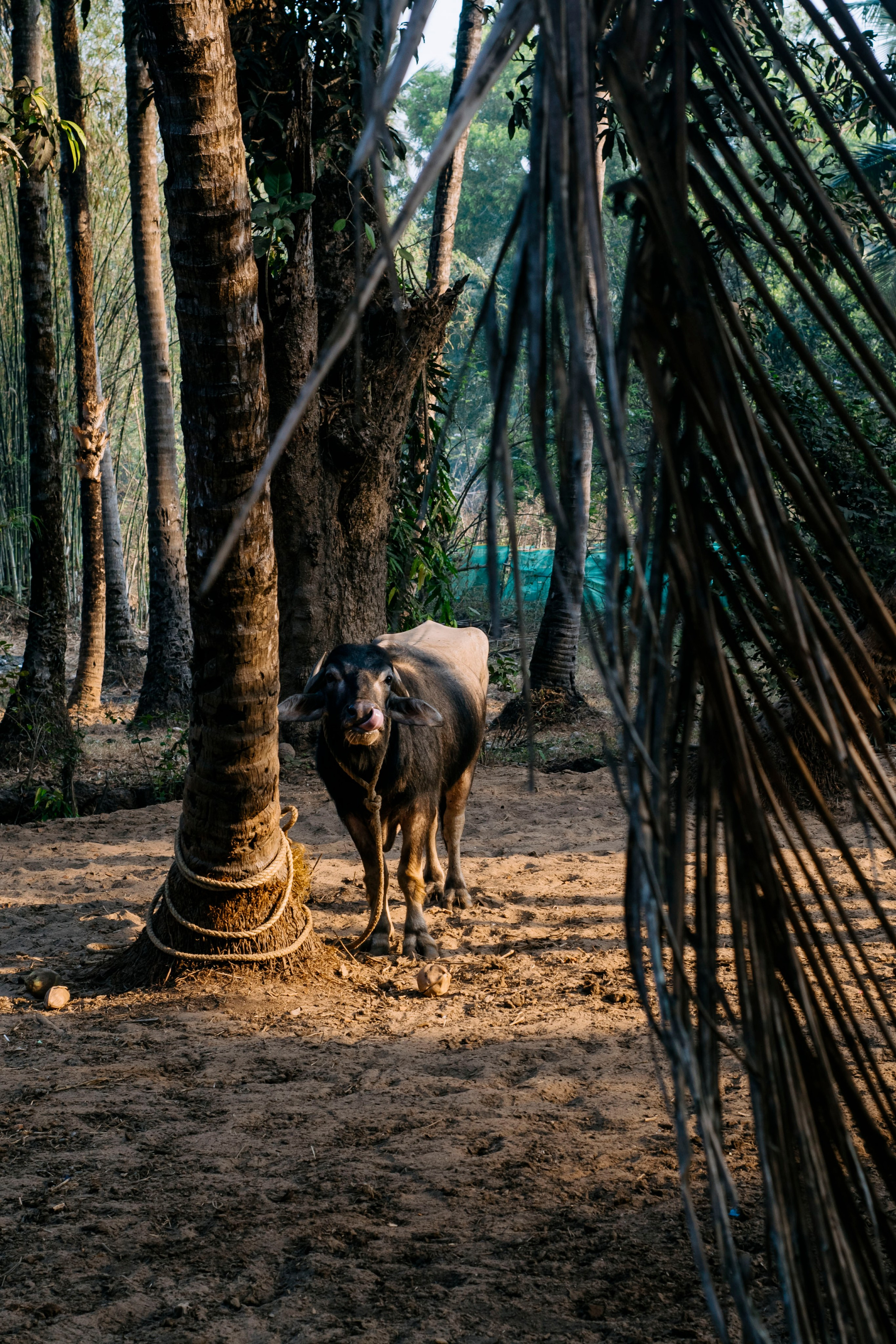 Гоа. индия. Iraogo