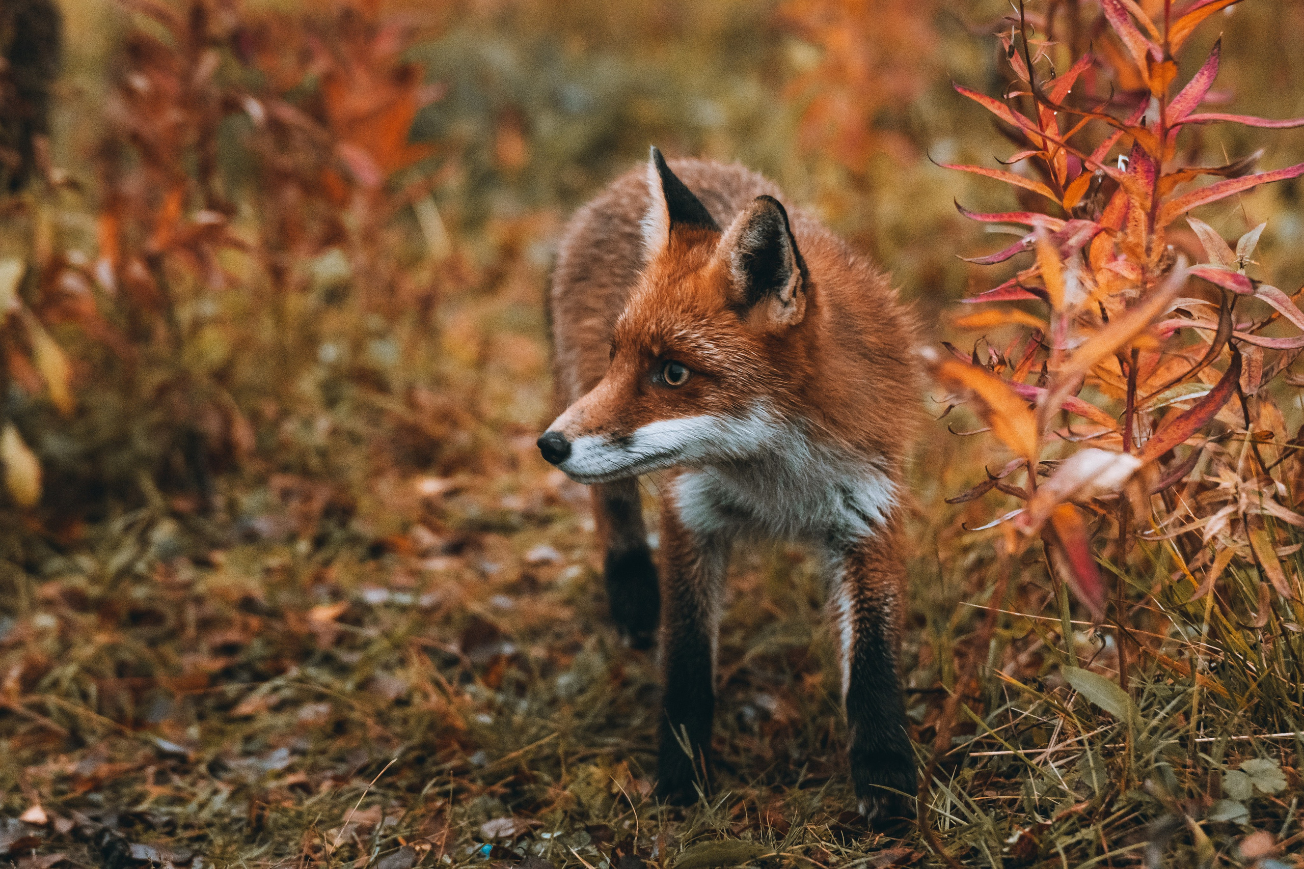 СЕВЕР. Event фотограф Степанова Александра