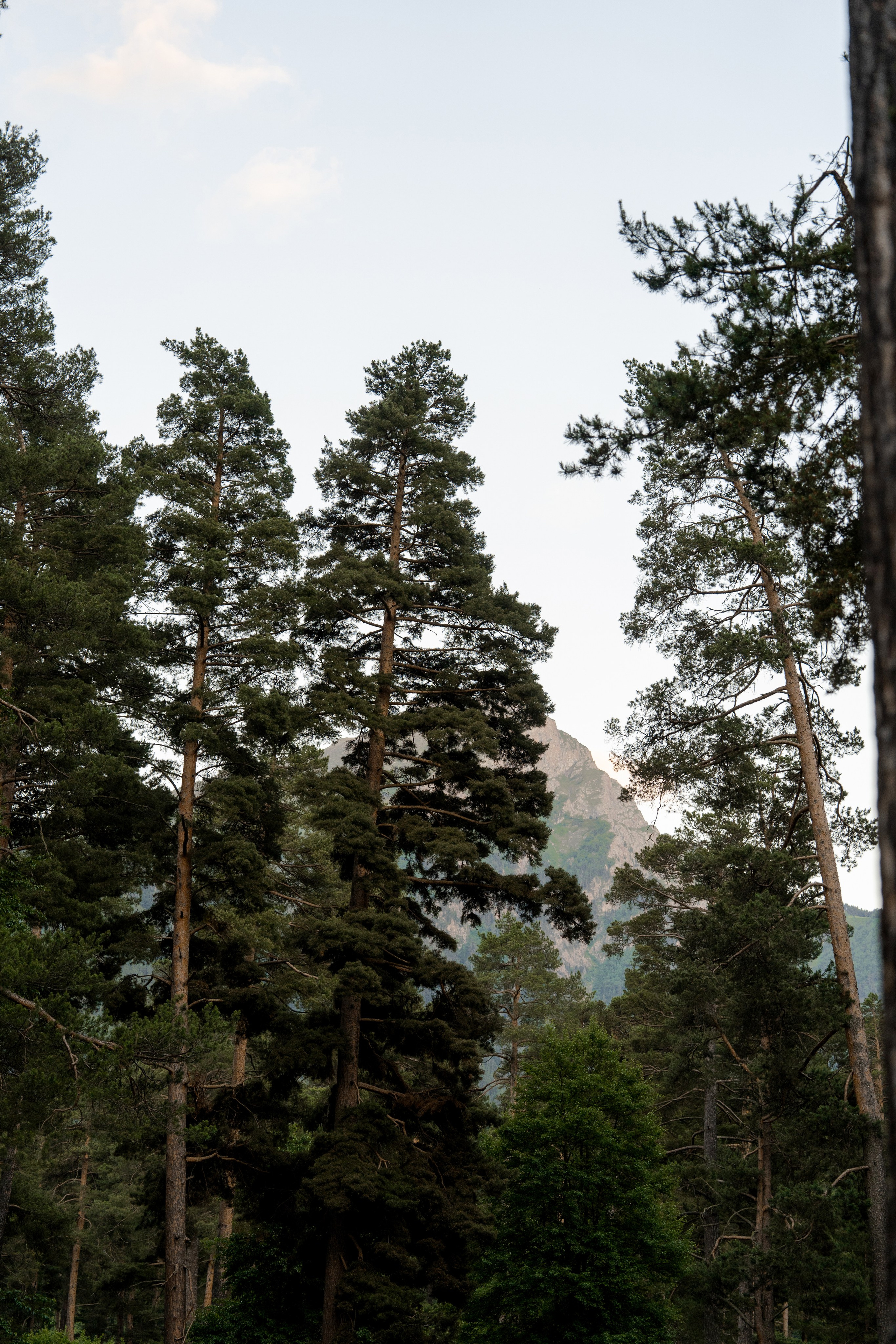 Green Park. Фотограф и видеограф Елена Хмелевская