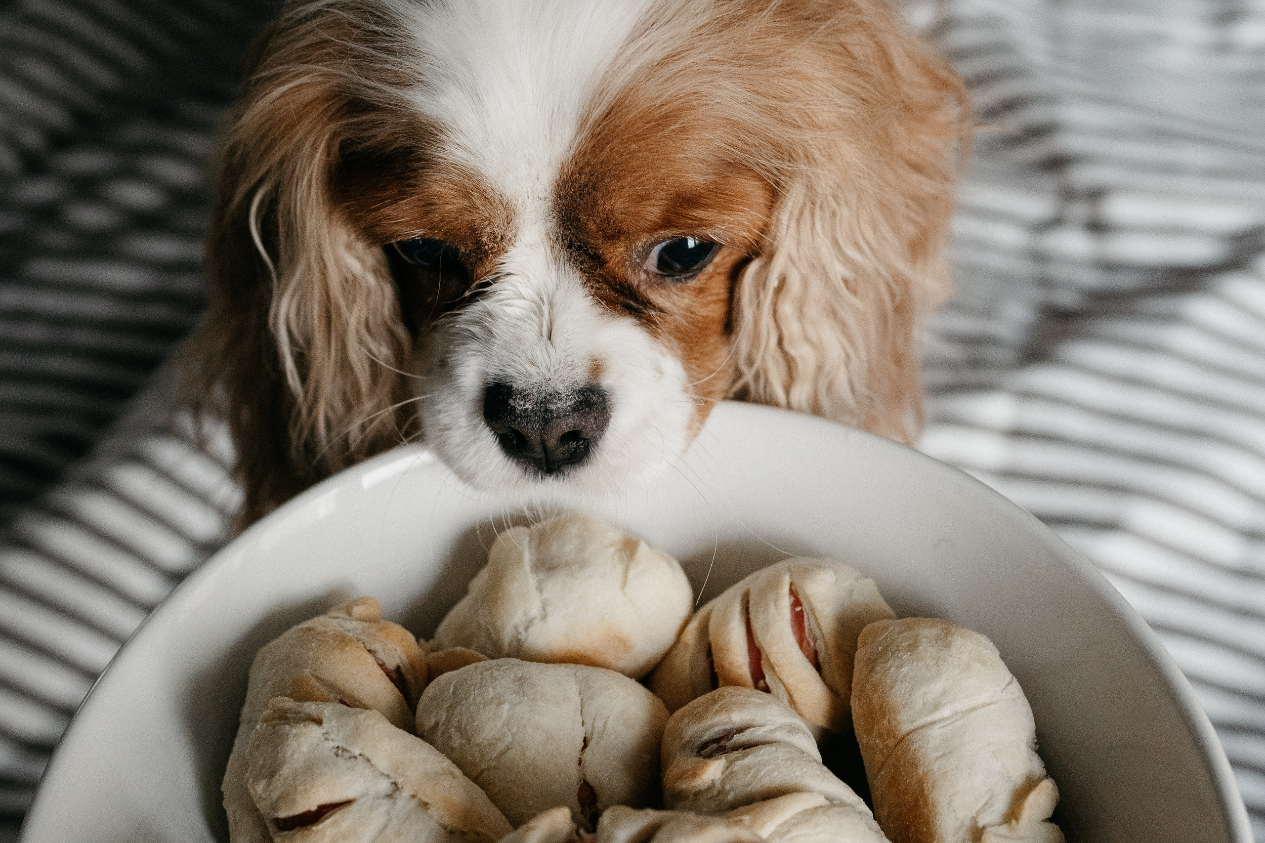 Даша, Диана, Дебби и маленькая крыска. Фотограф анималист в Москве Ольга Агушева
