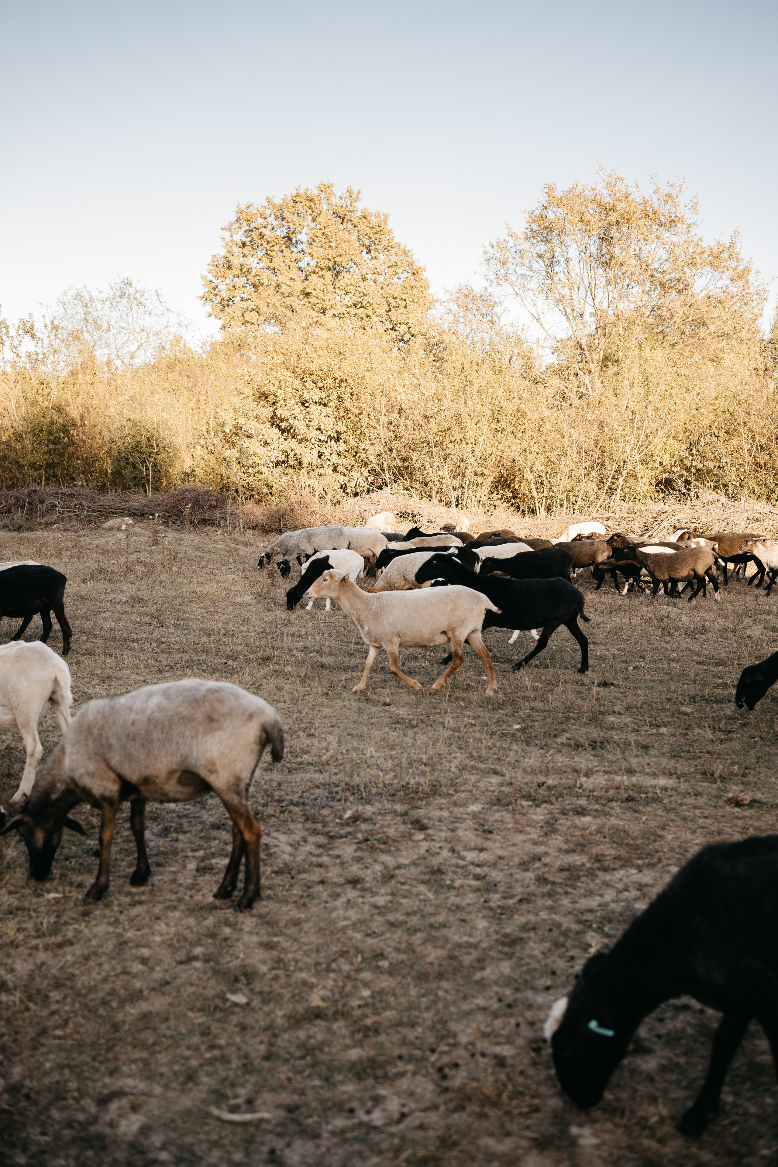 Семейные. Семейный фотограф Краснодар. Екатерина Акчурина