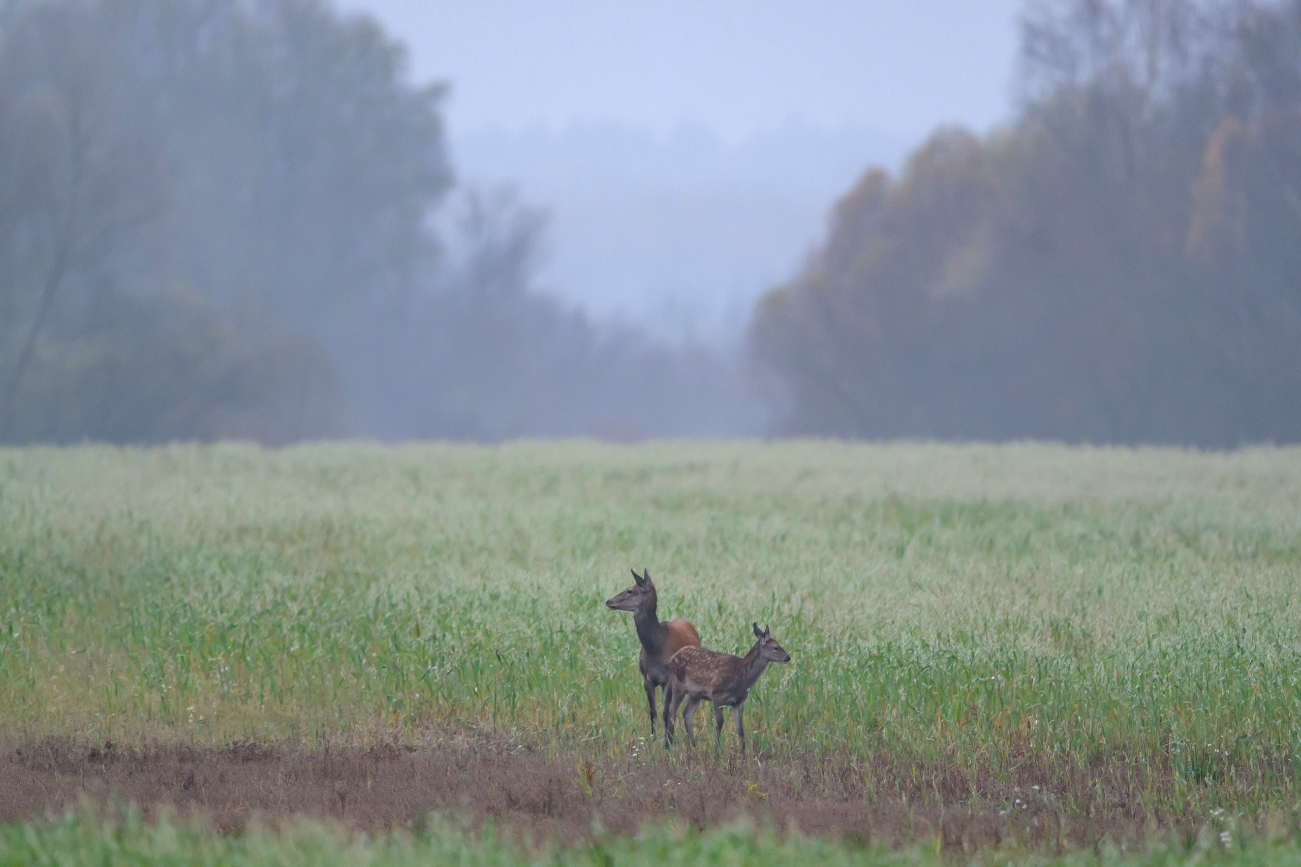 Олени. Wildlife photography by Sergey Puponin