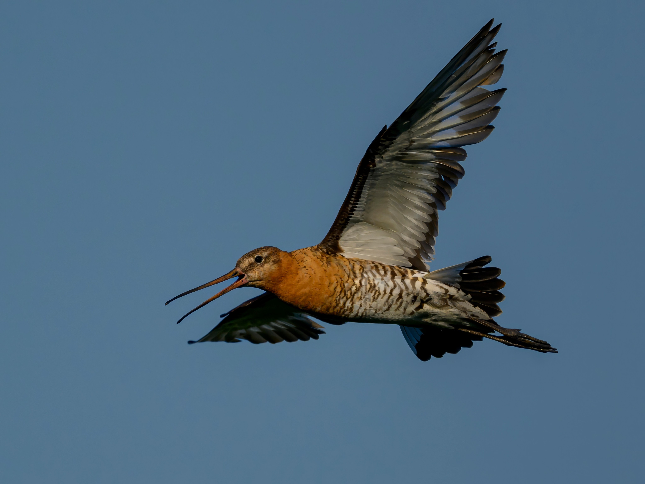 Совы и веретенники. Фотограф Сергей Пупонин