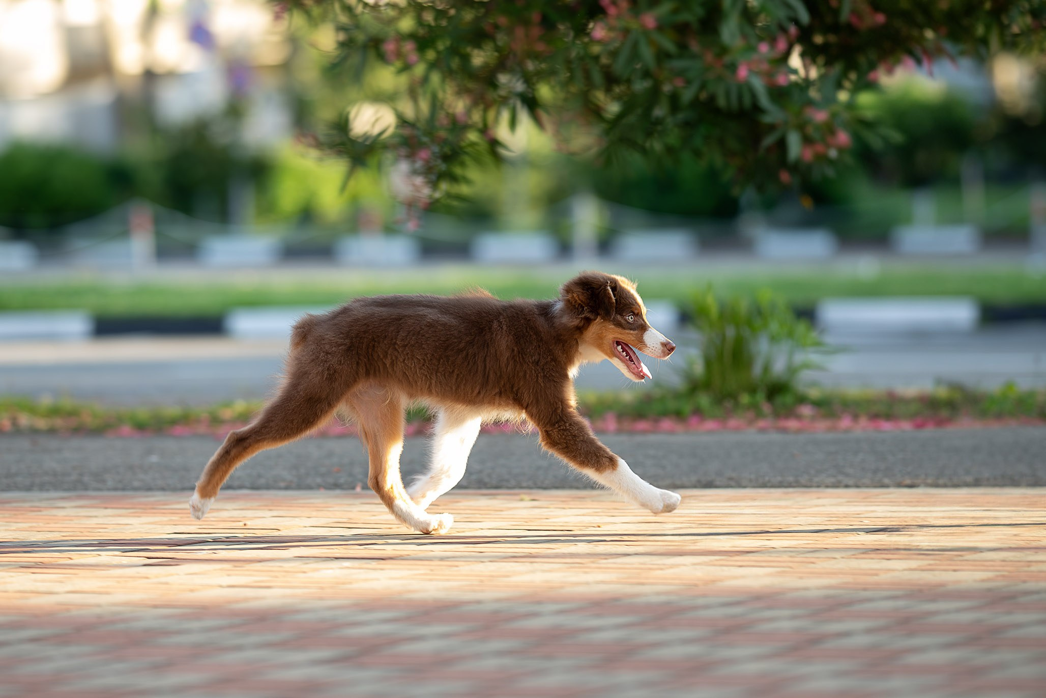 Чакки, Австралийская Овчарка. Ирина Голомб|Фотограф-анималист в  Сочи и Калининграде