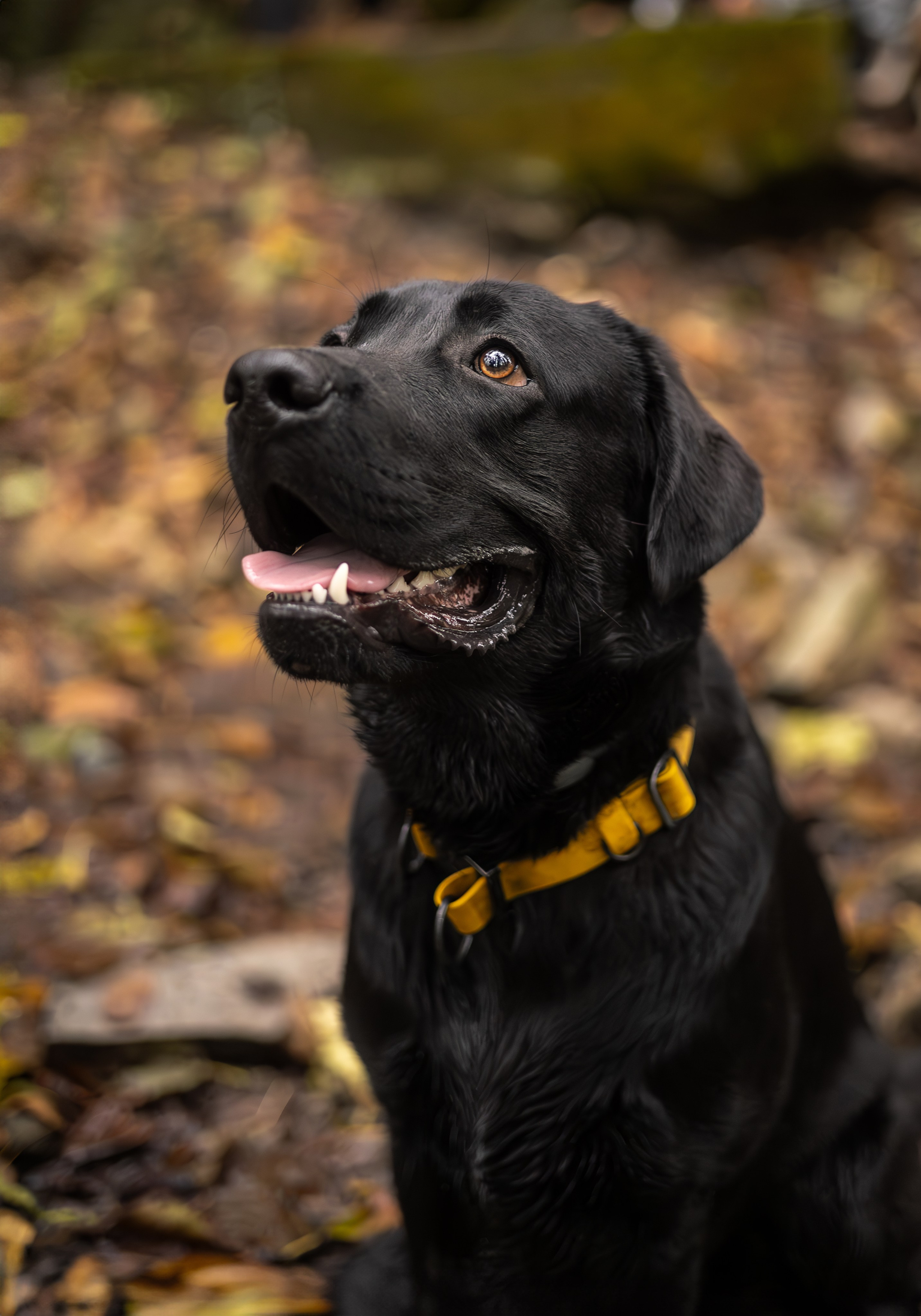 Локи, Лабрадор-ретривер. Ирина Голомб|Фотограф-анималист в  Сочи и Калининграде