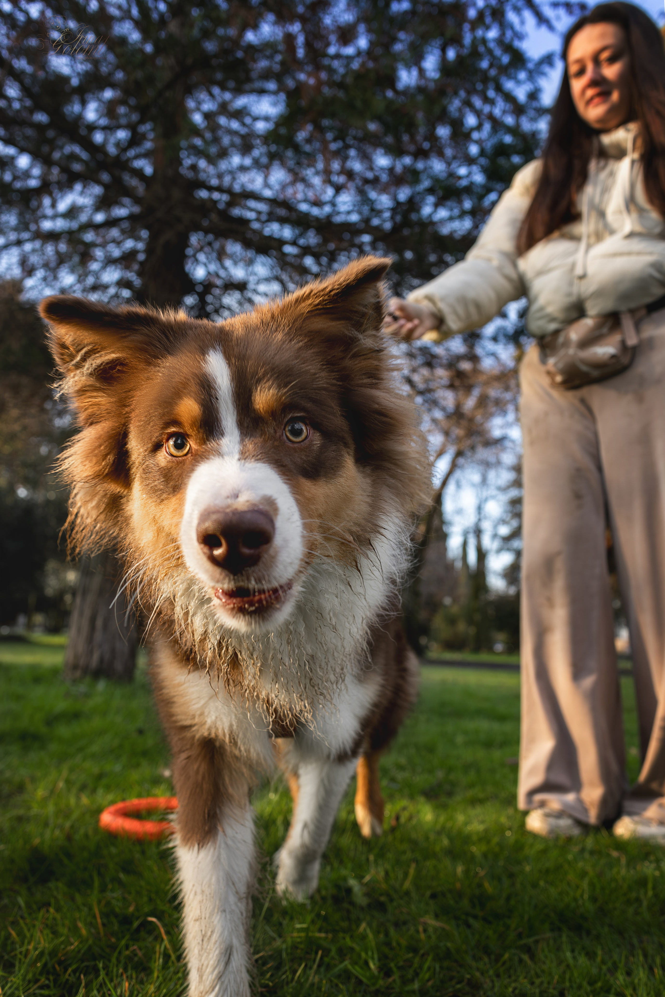 Бадди, Австралийская Овчарка. Ирина Голомб|Фотограф-анималист в  Сочи и Калининграде