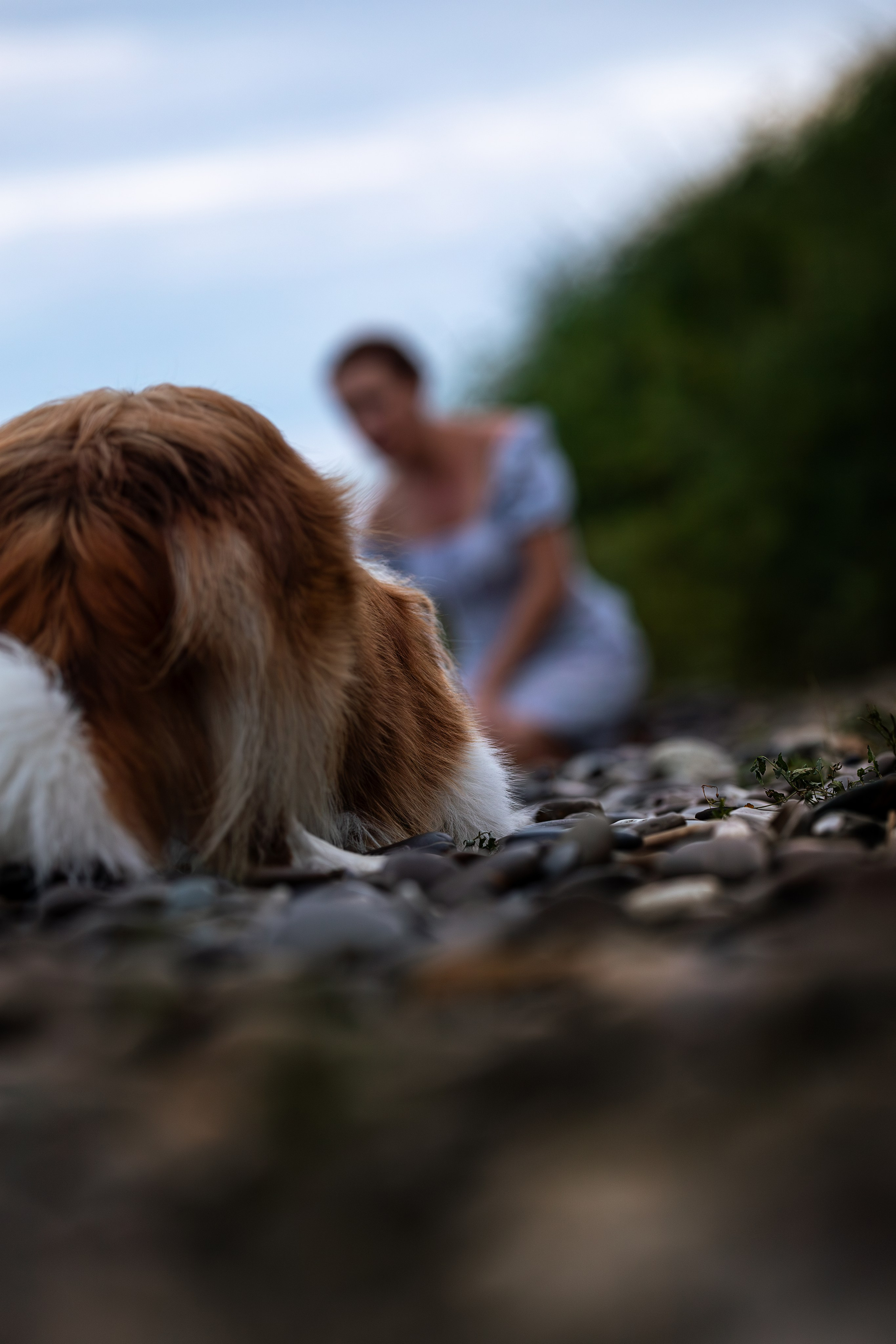 Нолан, Бордер-колли. Ирина Голомб|Фотограф-анималист в  Сочи и Калининграде