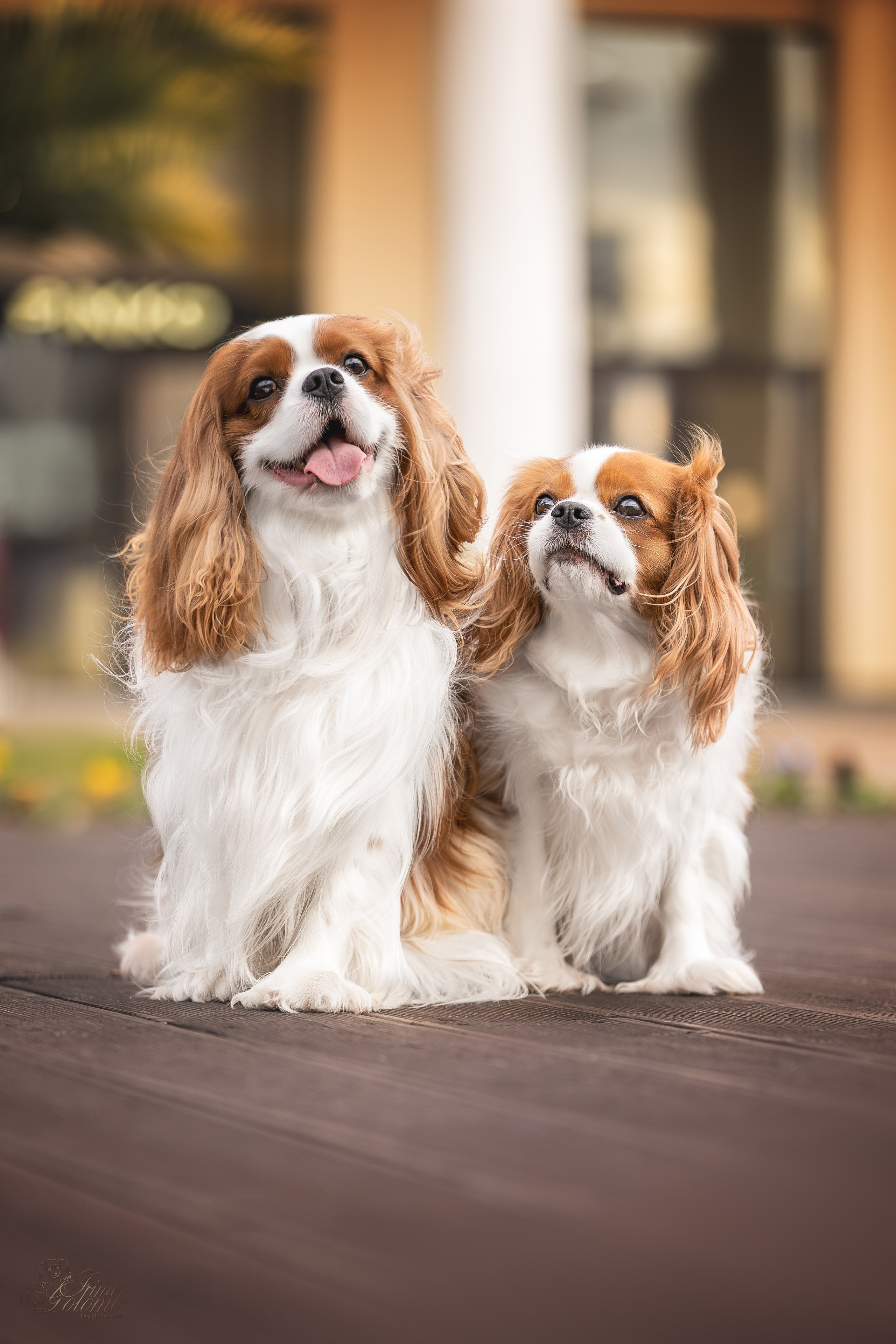 Симба, ККЧС. Ирина Голомб|Фотограф-анималист в  Сочи и Калининграде