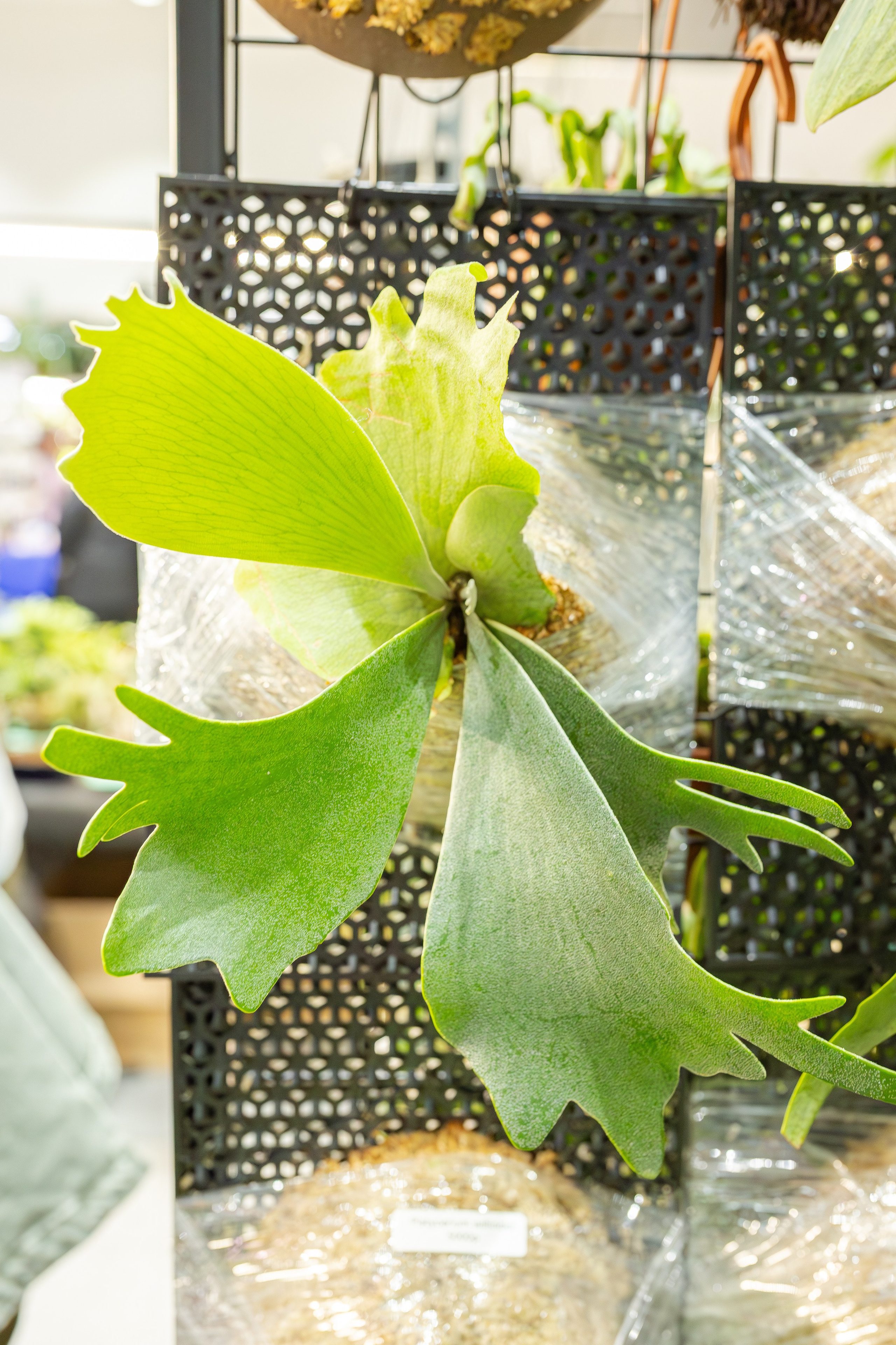 Монстериум апрель 2026. Александра Куликова фотограф, Москва