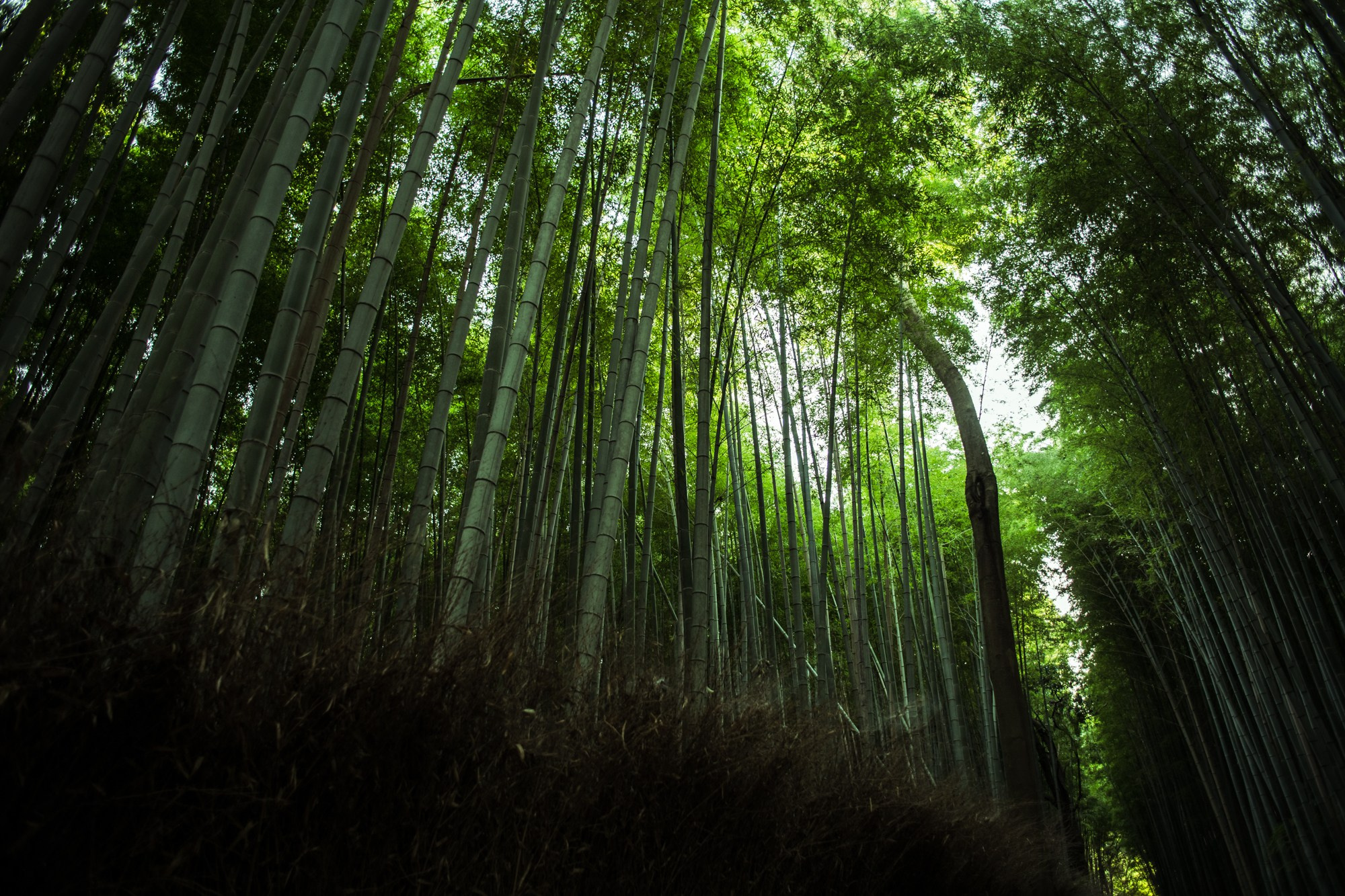 Japan. Photographer in Tokyo Anatolii Ozarto
