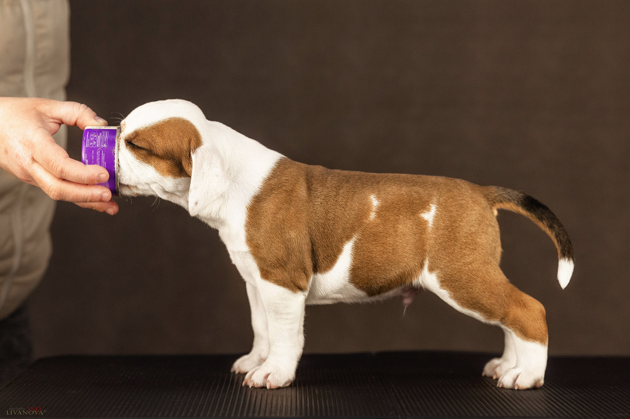 Стаффики. Фотограф анималист Аня Ливанова | Рыбинск