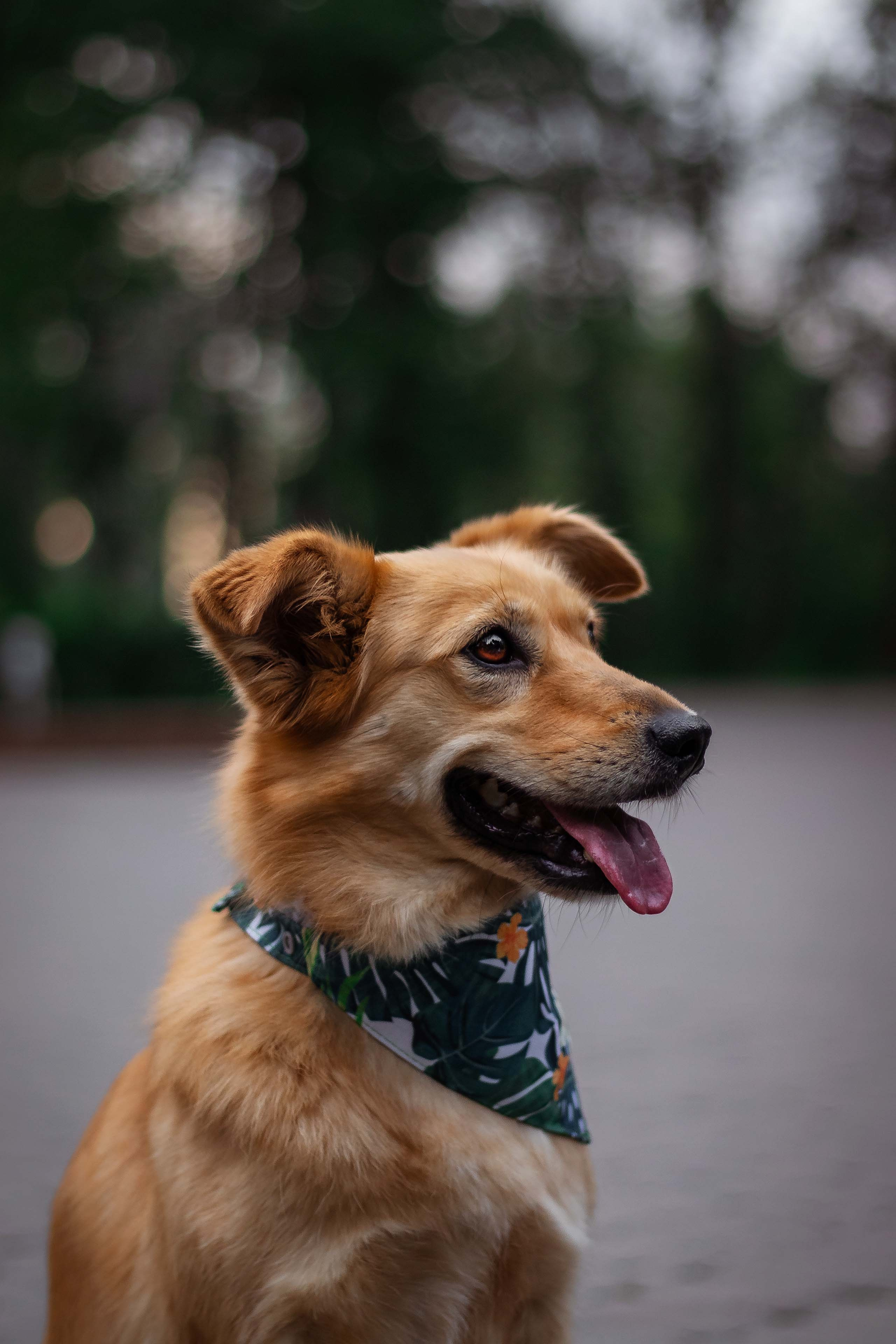 Портфолио фотографа-анималиста из Воронежа Алины Ивановой. Фотограф — анималист Алина Иванова